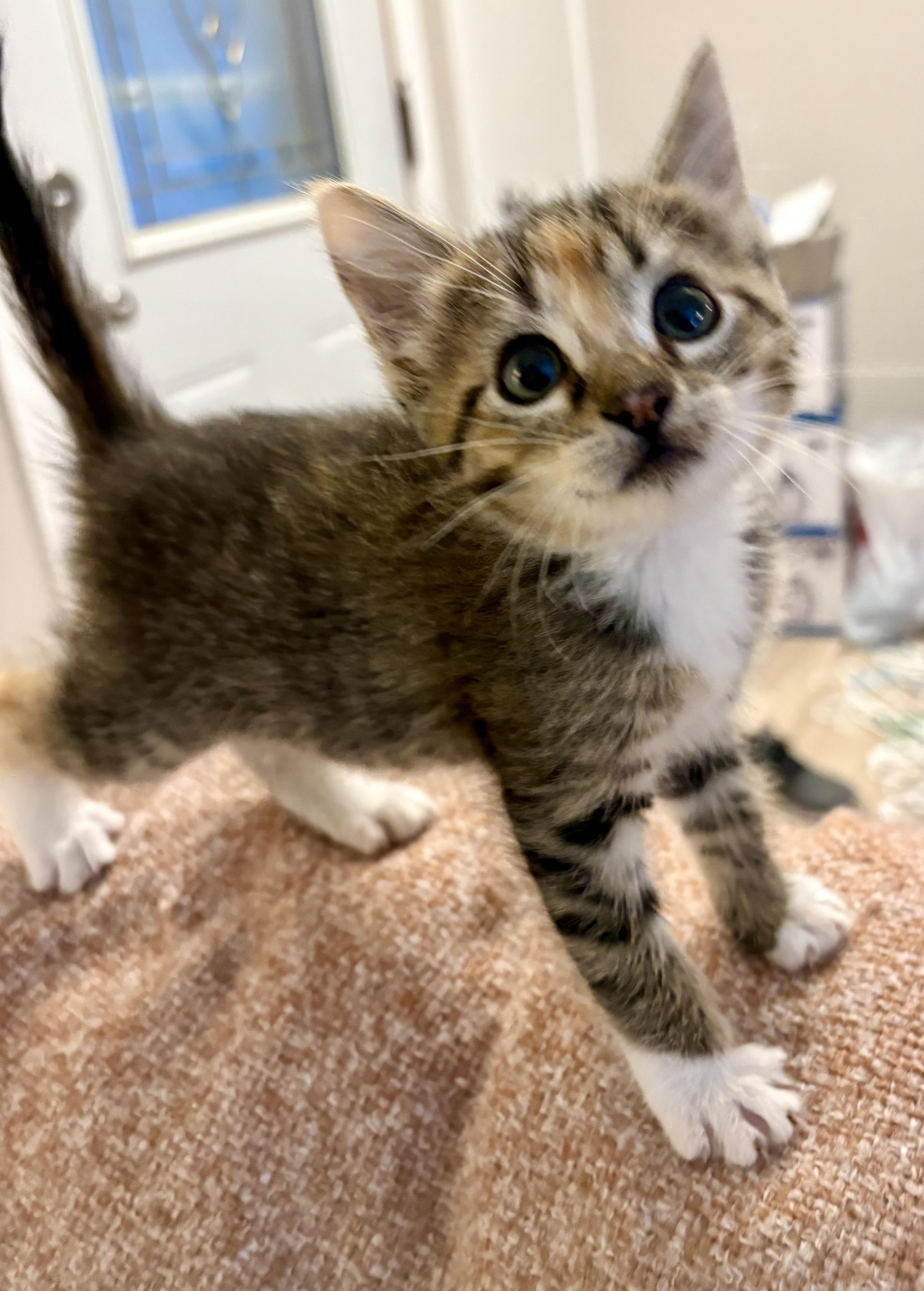 Enlarge Bussin, an adopted Domestic Short Hair in Geneseo, IL image 1/1