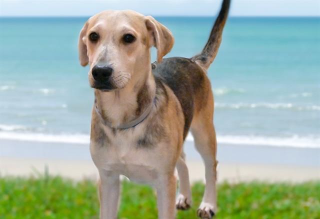 ROMULO, Adoptable, Young Male Labrador Retriever & Mixed Breed.