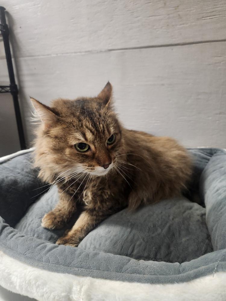 Enlarge PRINCESS, a Adoptable mixed breed in Lexington, TN image 2/2