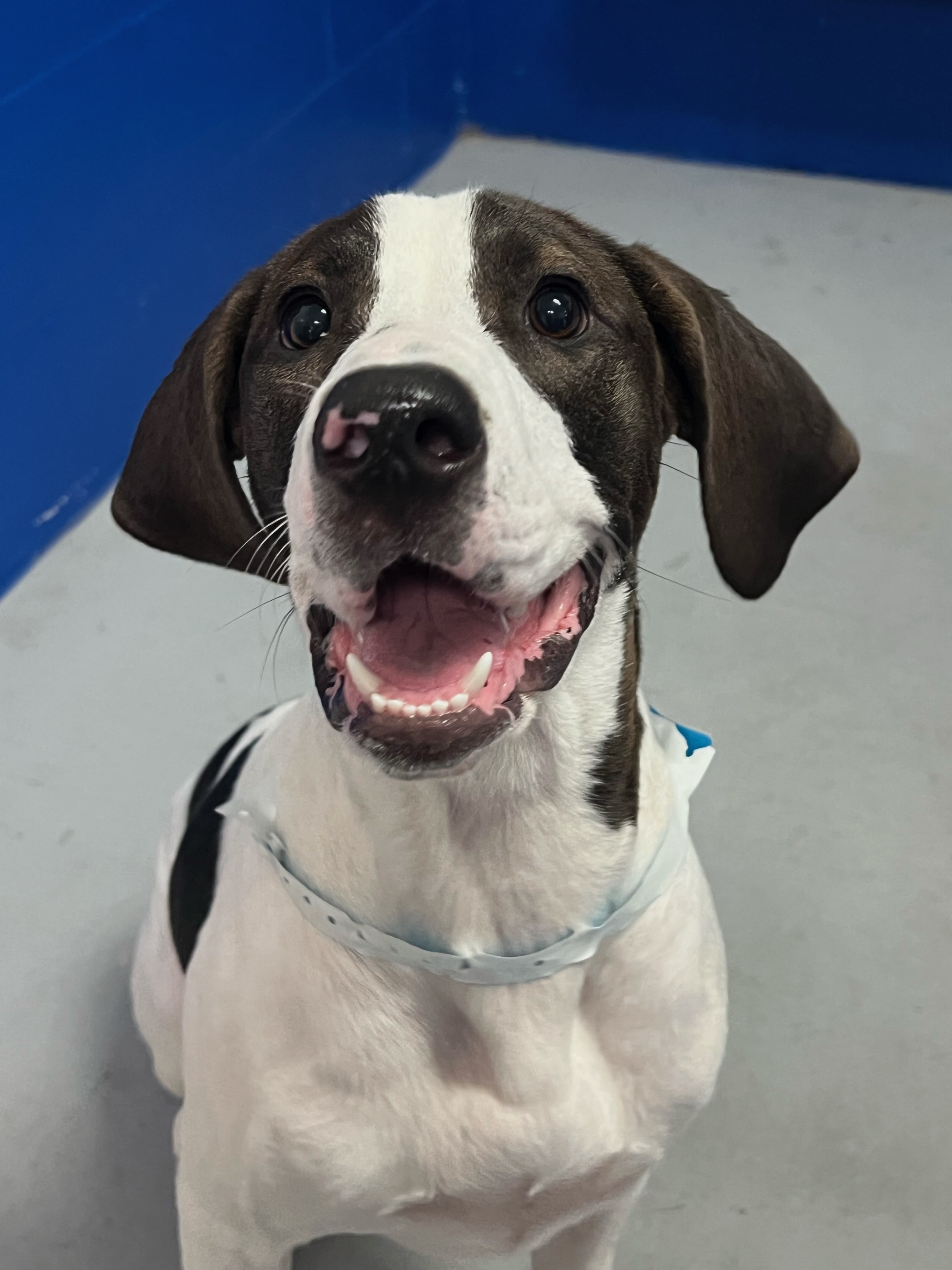 Valkyrie, Adopted, Young Female English Pointer.