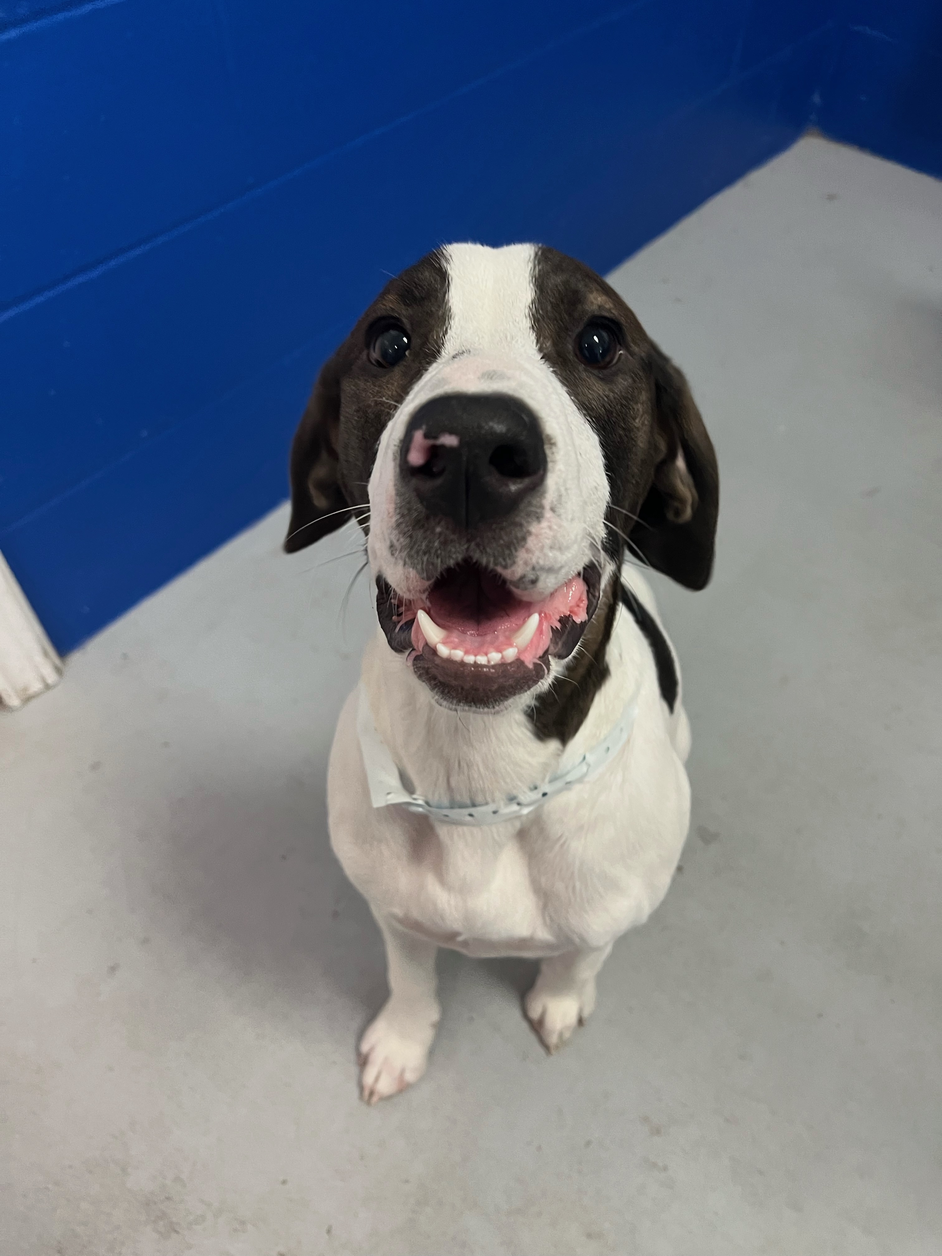 Enlarge Valkyrie, a Adopted mixed breed in New Caney, TX image 2/2