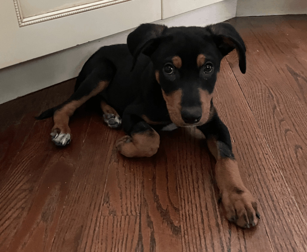 Sheldon, Adopted, Puppy Male Mixed Breed & Doberman Pinscher.