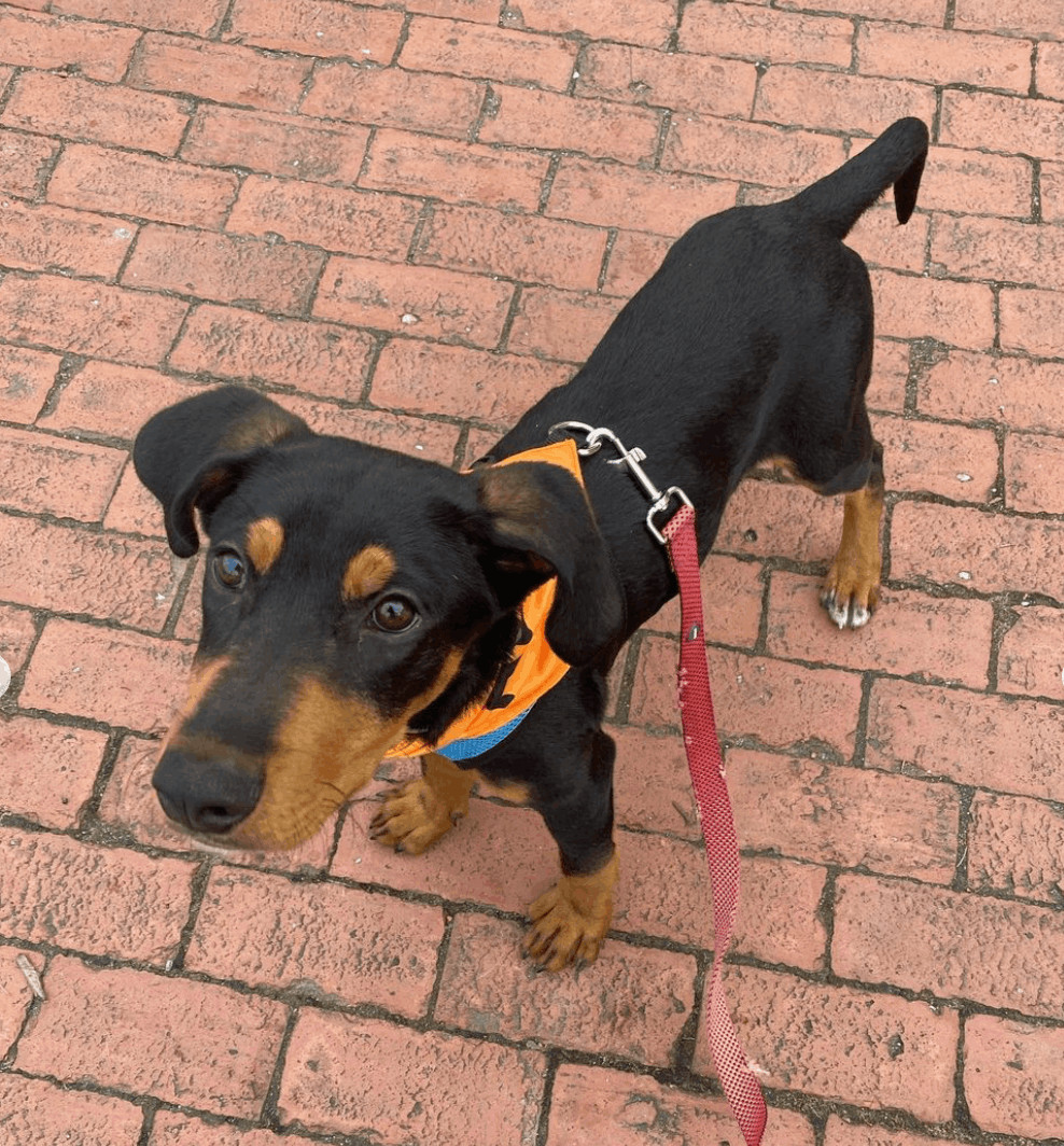 Enlarge Sheldon, a Adopted mixed breed in Port Jefferson Station, NY image 2/5