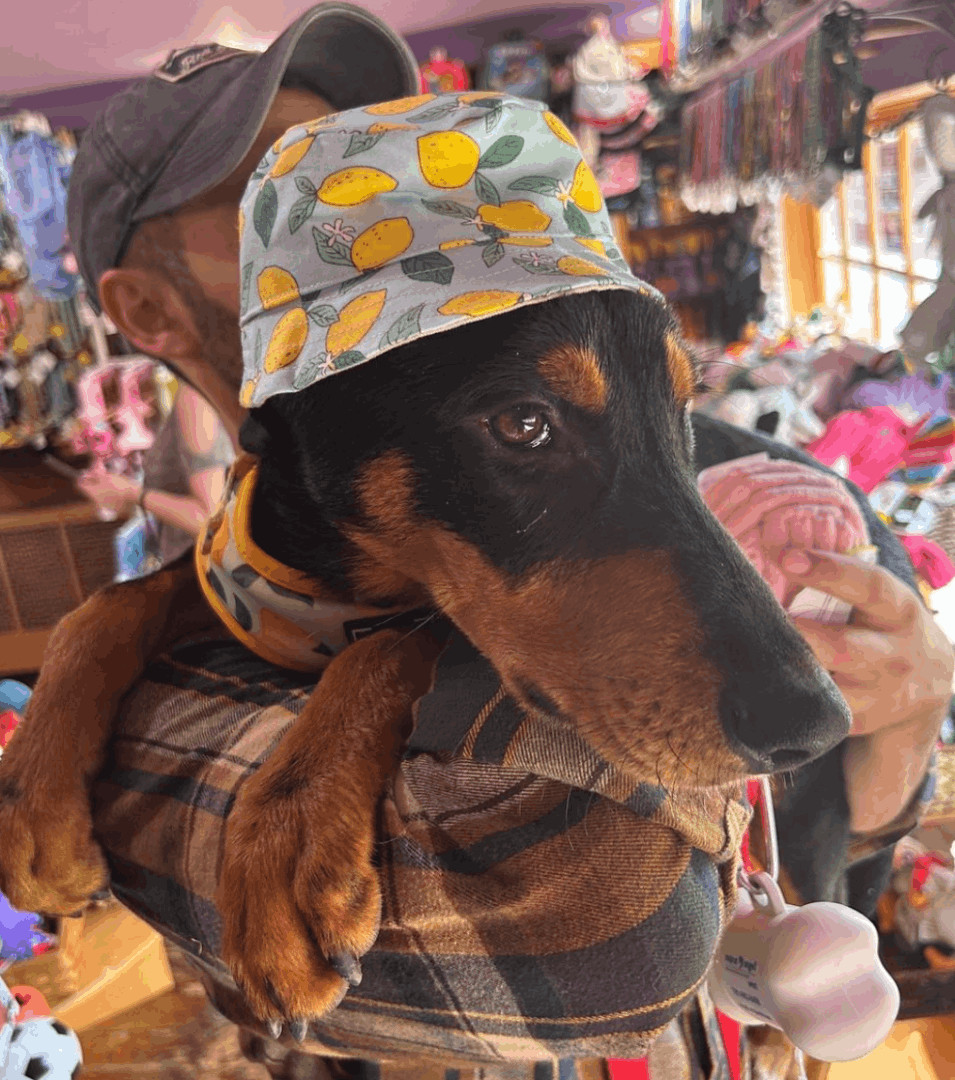 Enlarge Sheldon, a Adopted mixed breed in Port Jefferson Station, NY image 3/5