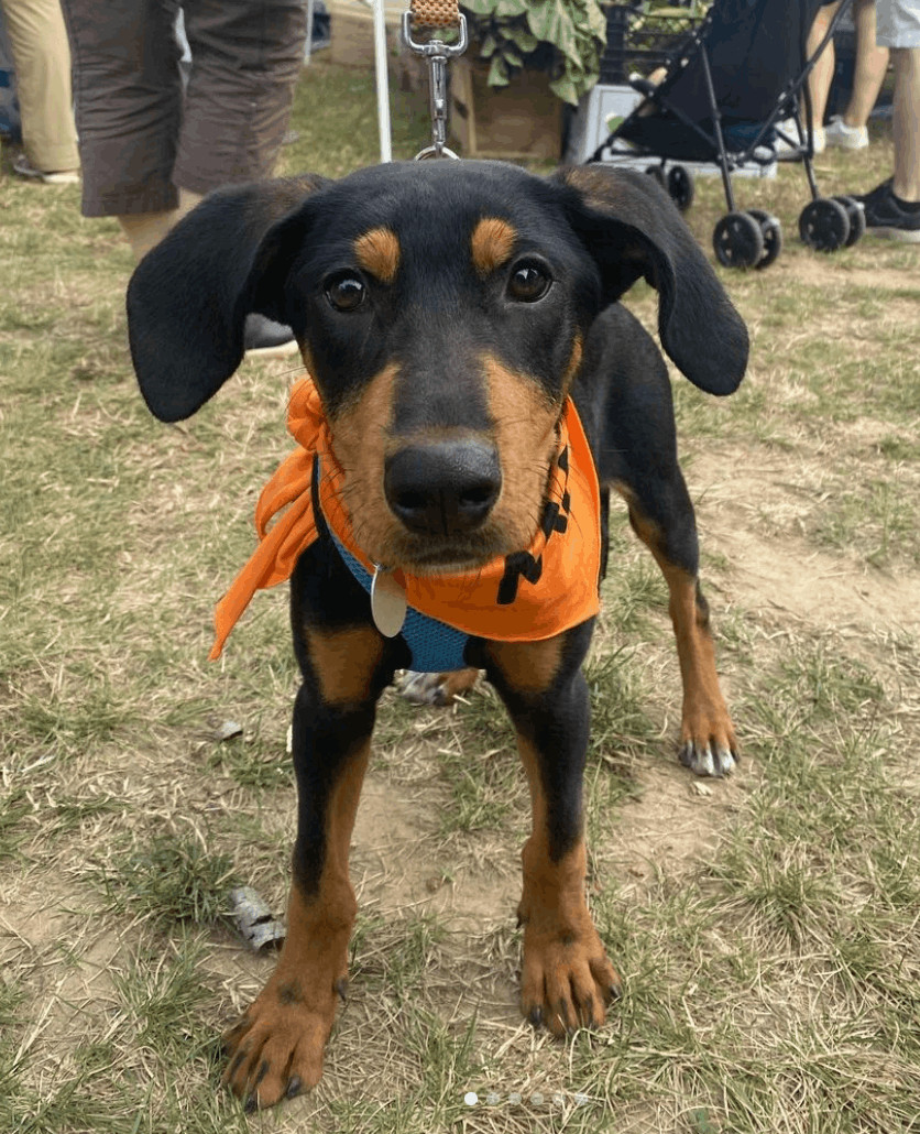 Enlarge Sheldon, a Adopted mixed breed in Port Jefferson Station, NY image 4/5