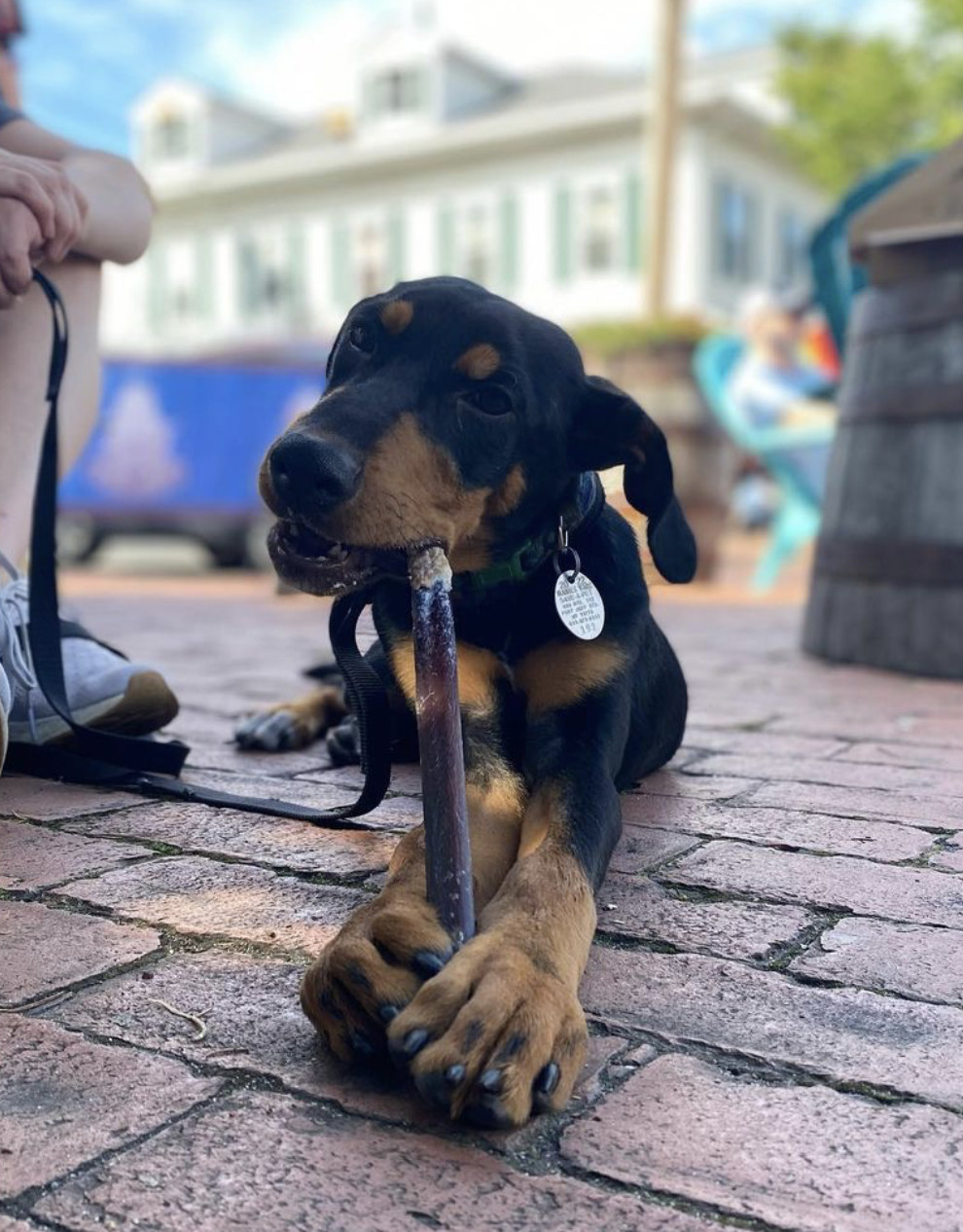 Enlarge Sheldon, a Adopted mixed breed in Port Jefferson Station, NY image 5/5