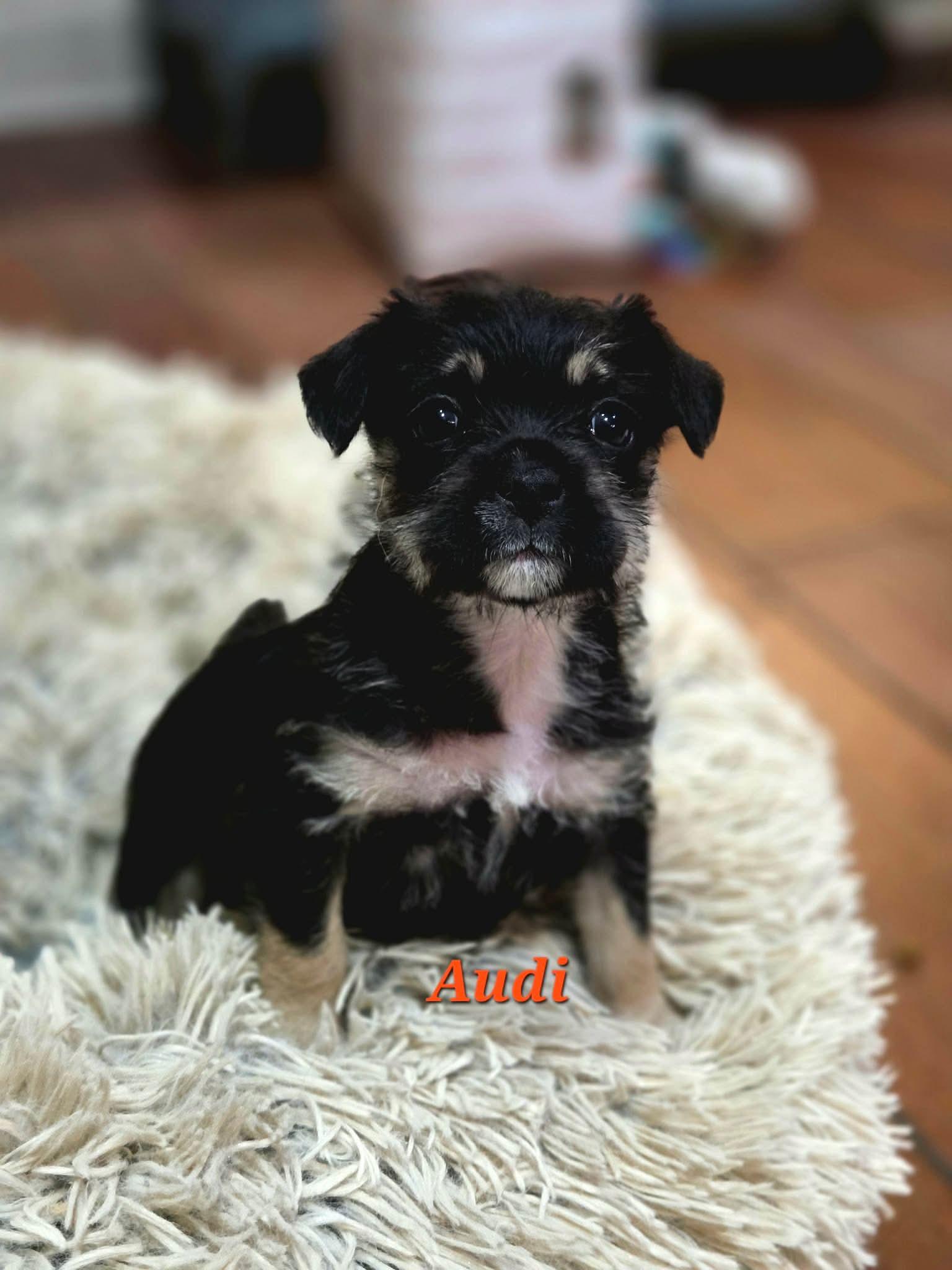 Enlarge Audi, a Adoptable mixed breed in Mission Viejo, CA image 1/1