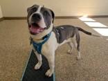 Enlarge Ace, a ADOPTABLE mixed breed in Nashua, NH image 5/6