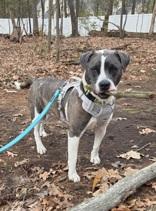 Enlarge Ace, a ADOPTABLE mixed breed in Nashua, NH image 4/6
