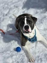 Enlarge Ace, a ADOPTABLE mixed breed in Nashua, NH image 6/6