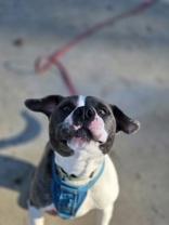 Ace, ADOPTABLE, Adult Male Mixed Breed.