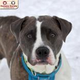 Enlarge Ace, a ADOPTABLE mixed breed in Nashua, NH image 1/2