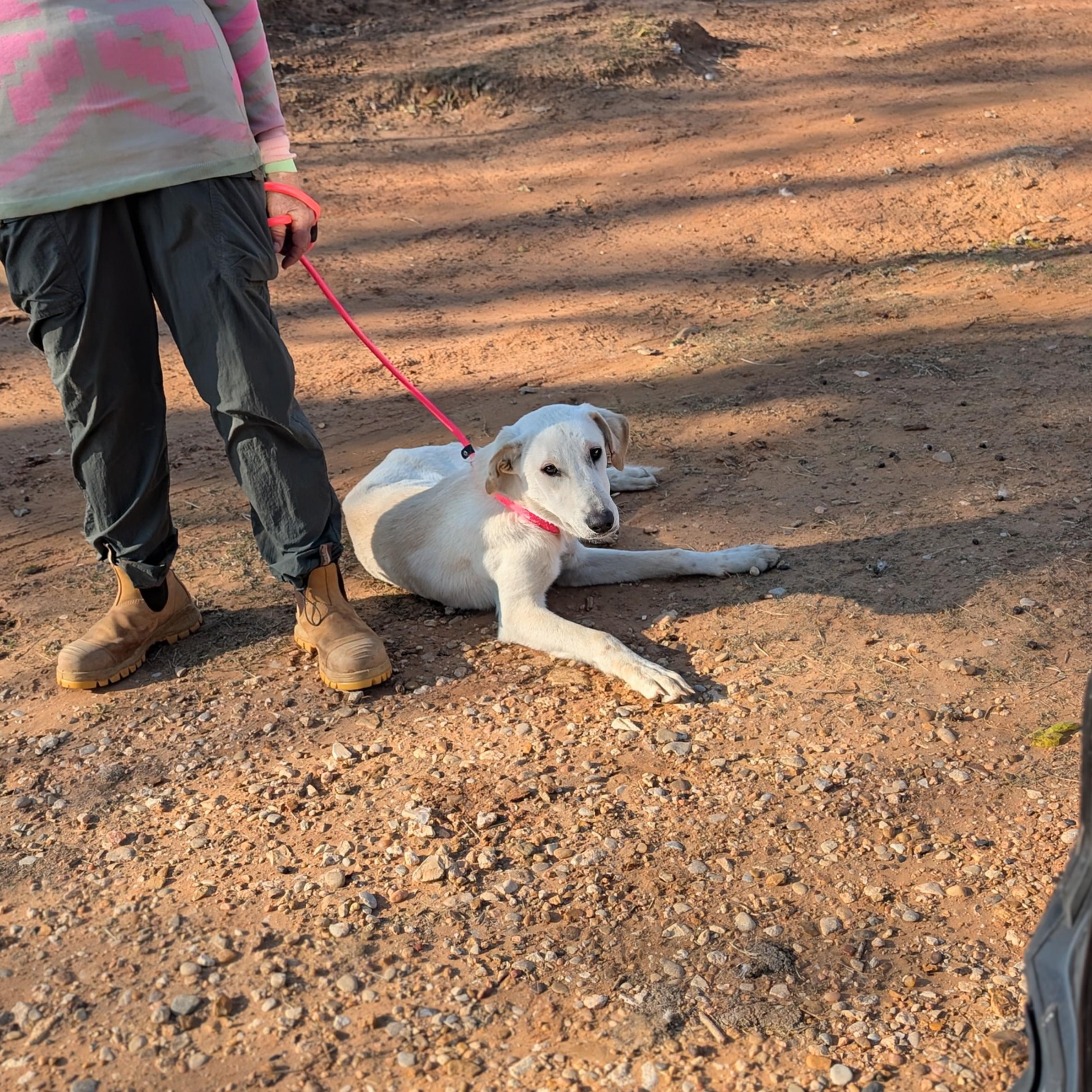 Enlarge Peanut , a Adoptable mixed breed in White Marsh, MD image 2/6