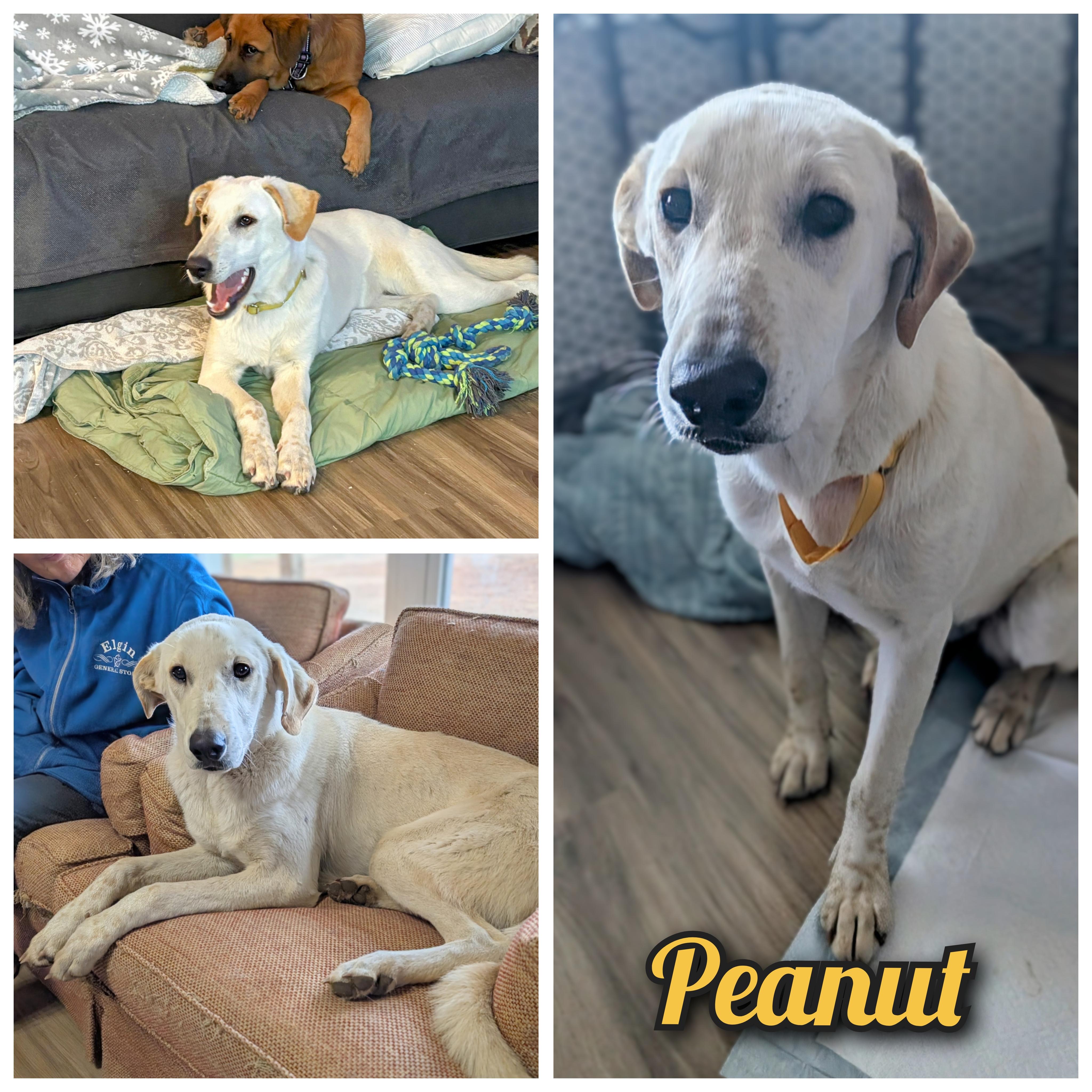 Enlarge Peanut , an adopted mixed breed in Bastrop, TX image 1/6