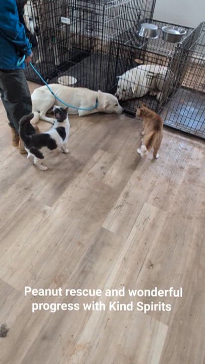 Enlarge Peanut , an adopted mixed breed in Bastrop, TX video 3/6