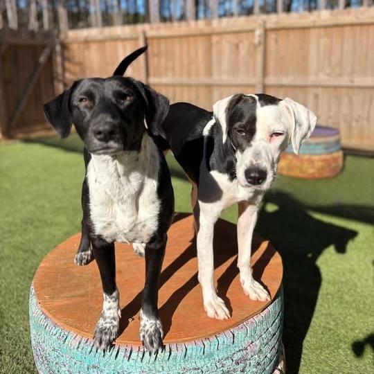 Bliss, a Adoptable mixed breed in Starkville, MS image 1/6
