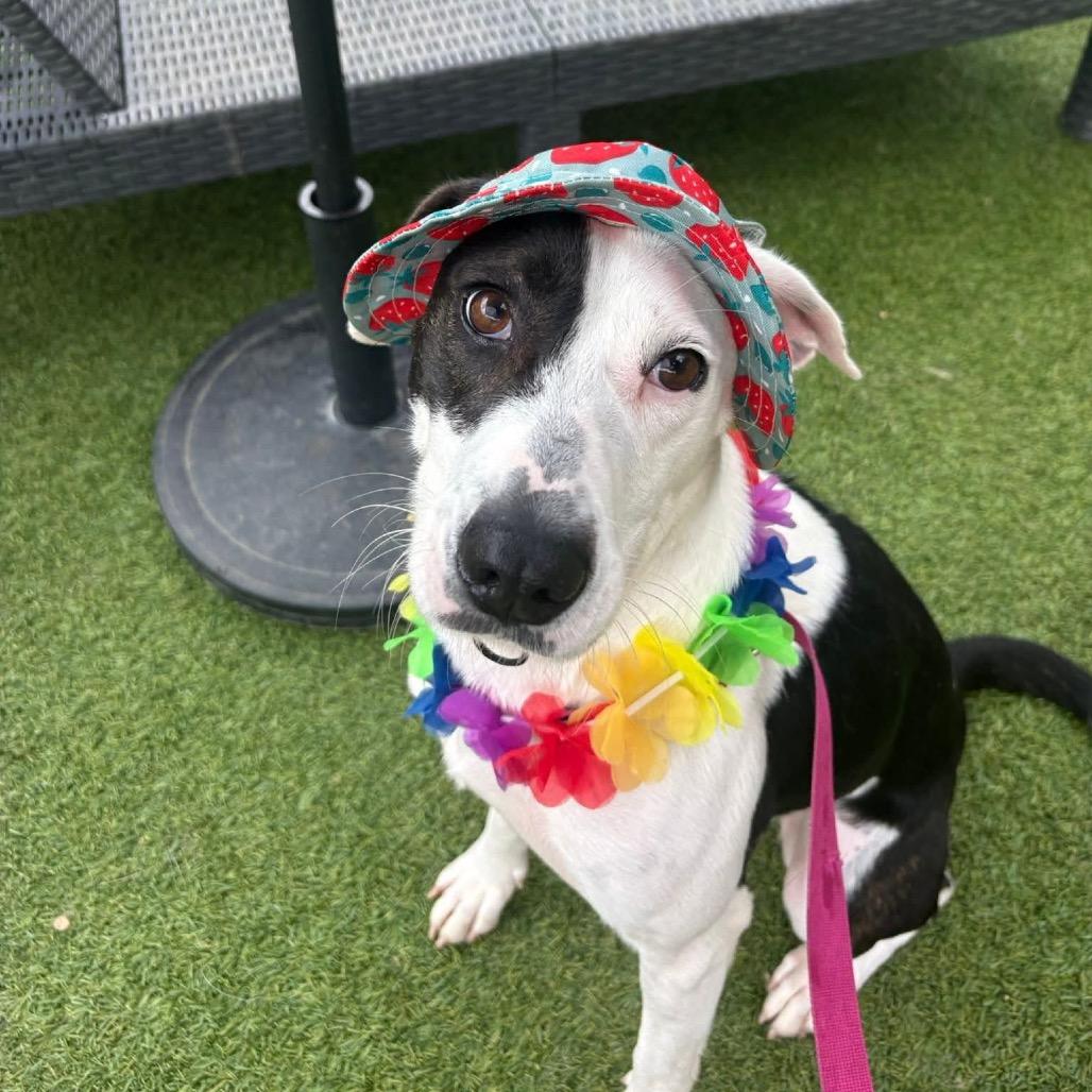 Enlarge Bliss, a Adoptable mixed breed in Starkville, MS image 3/6