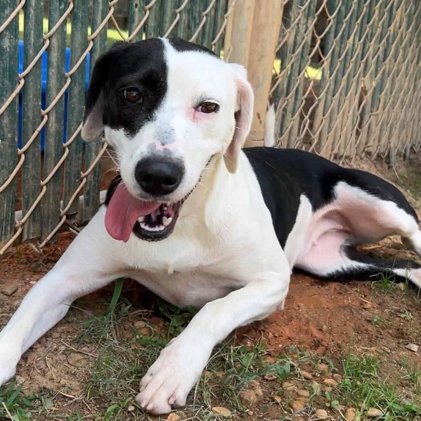 Enlarge Bliss, a Adoptable mixed breed in Starkville, MS image 1/1