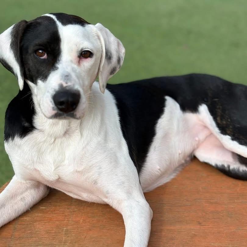 Bliss, a Adoptable mixed breed in Starkville, MS image 4/6