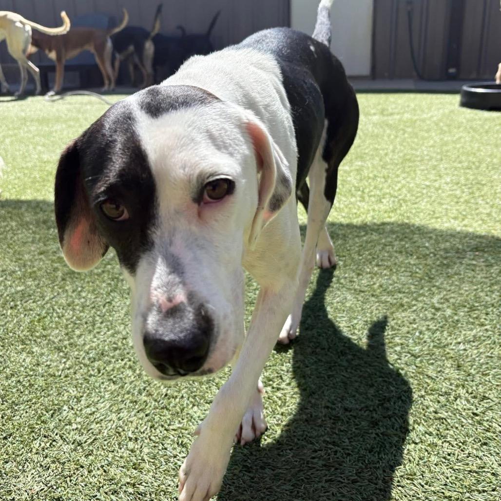 Bliss, a Adoptable mixed breed in Starkville, MS image 5/6