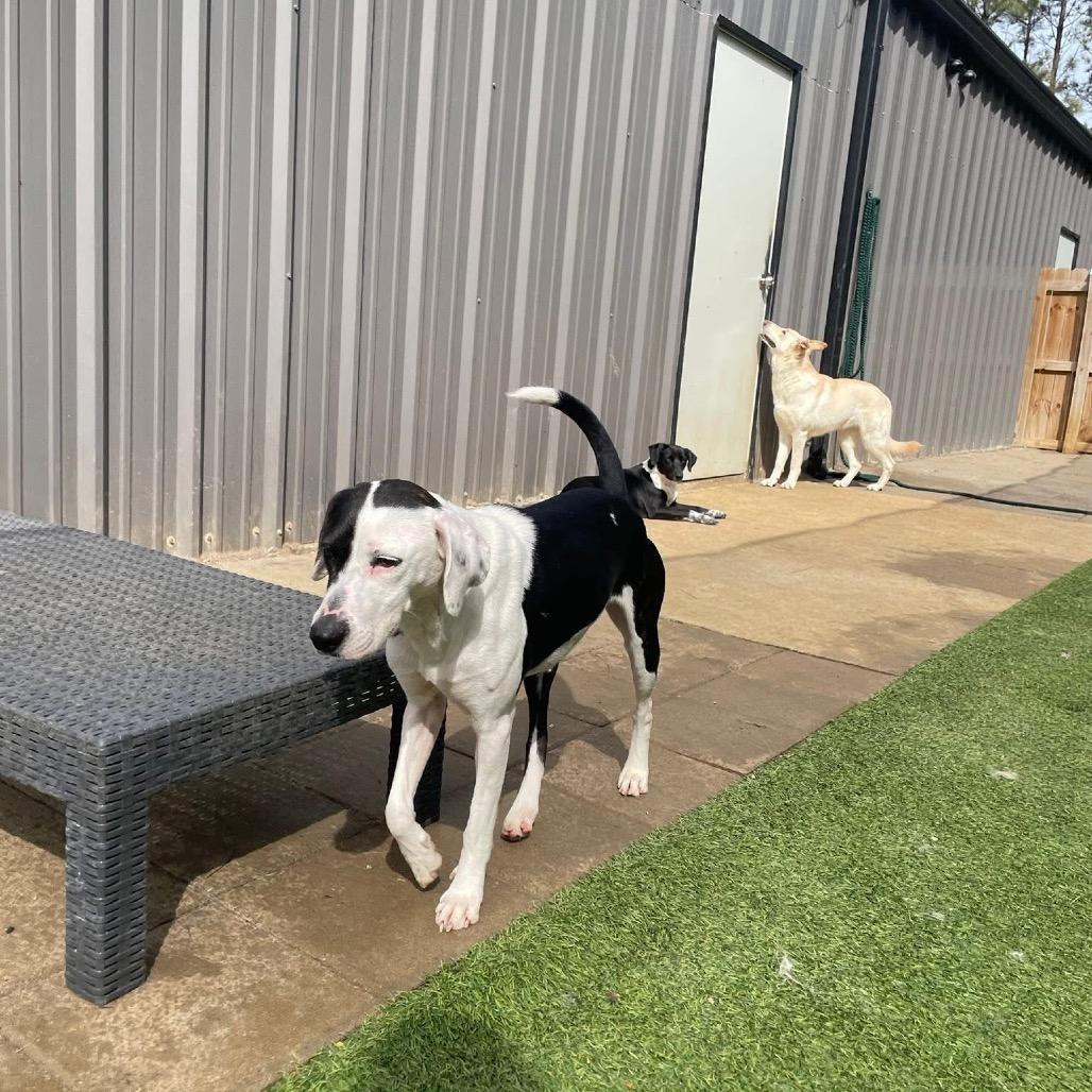 Bliss, a Adoptable mixed breed in Starkville, MS image 6/6