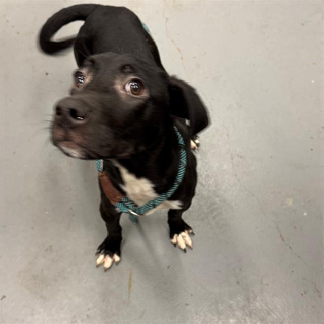 CRYSTALE, Adoptable, Young Male Labrador Retriever & Mixed Breed.