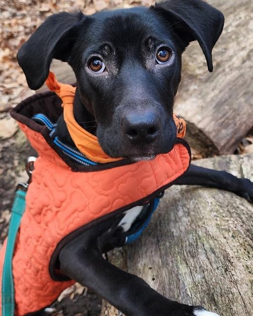 CRYSTALE, Adoptable, Young Male Labrador Retriever & Mixed Breed.