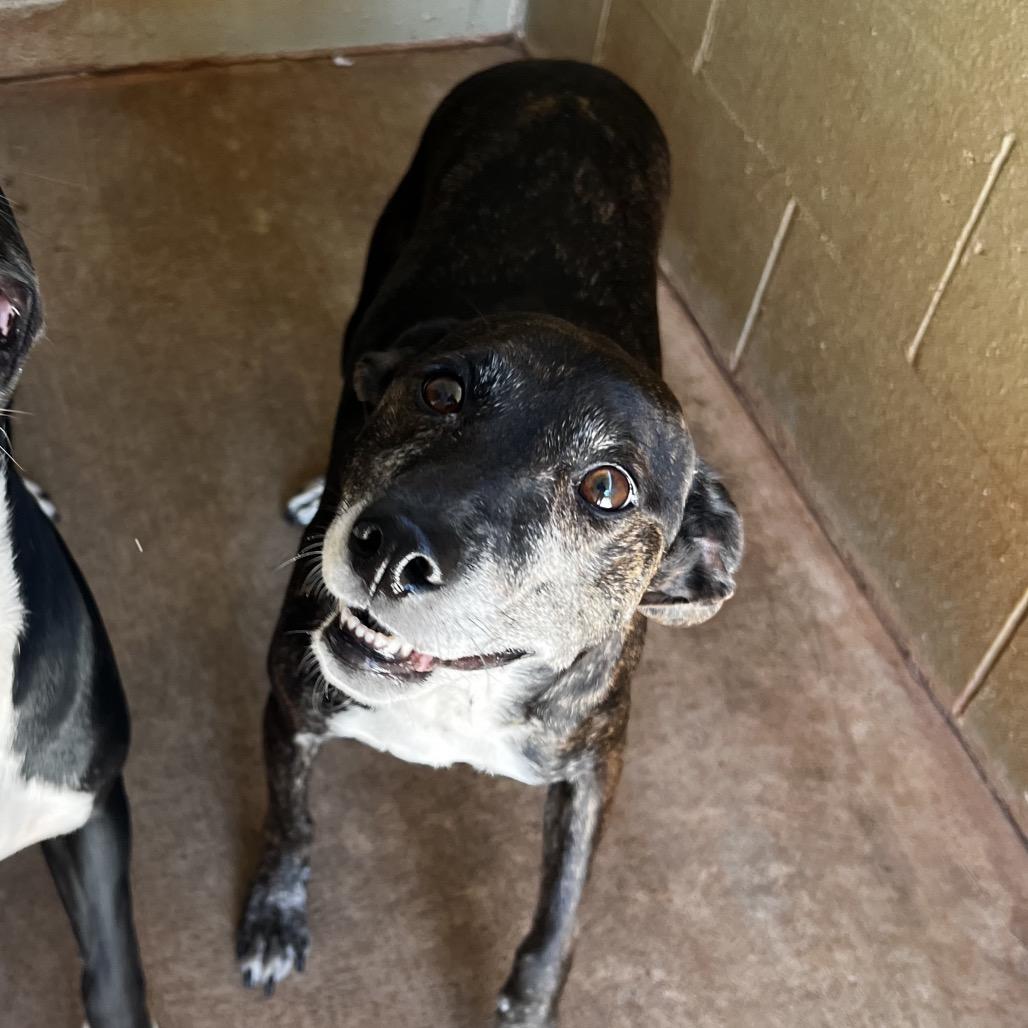 Patty, Adoptable, Adult Female Mountain Cur.