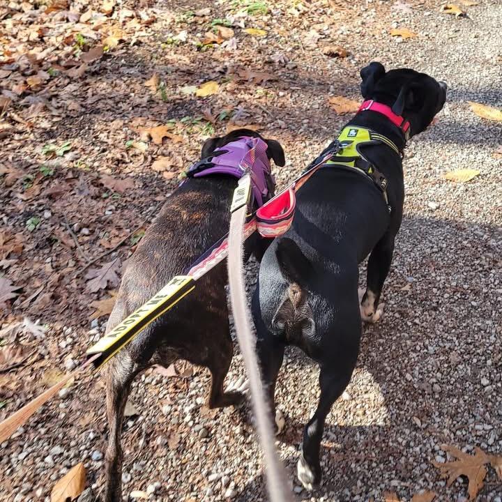 Enlarge Patty, a Adoptable Mountain Cur in Harrisville, WV image 4/6
