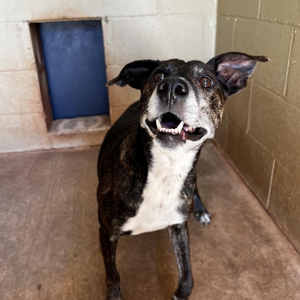 Enlarge Patty, a Adoptable Mountain Cur in Harrisville, WV image 5/6