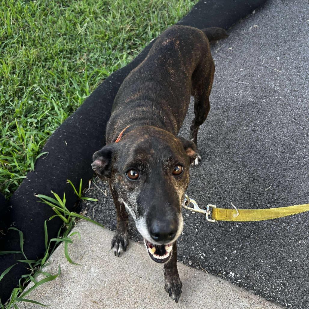 Enlarge Patty, a Adoptable Mountain Cur in Harrisville, WV image 6/6