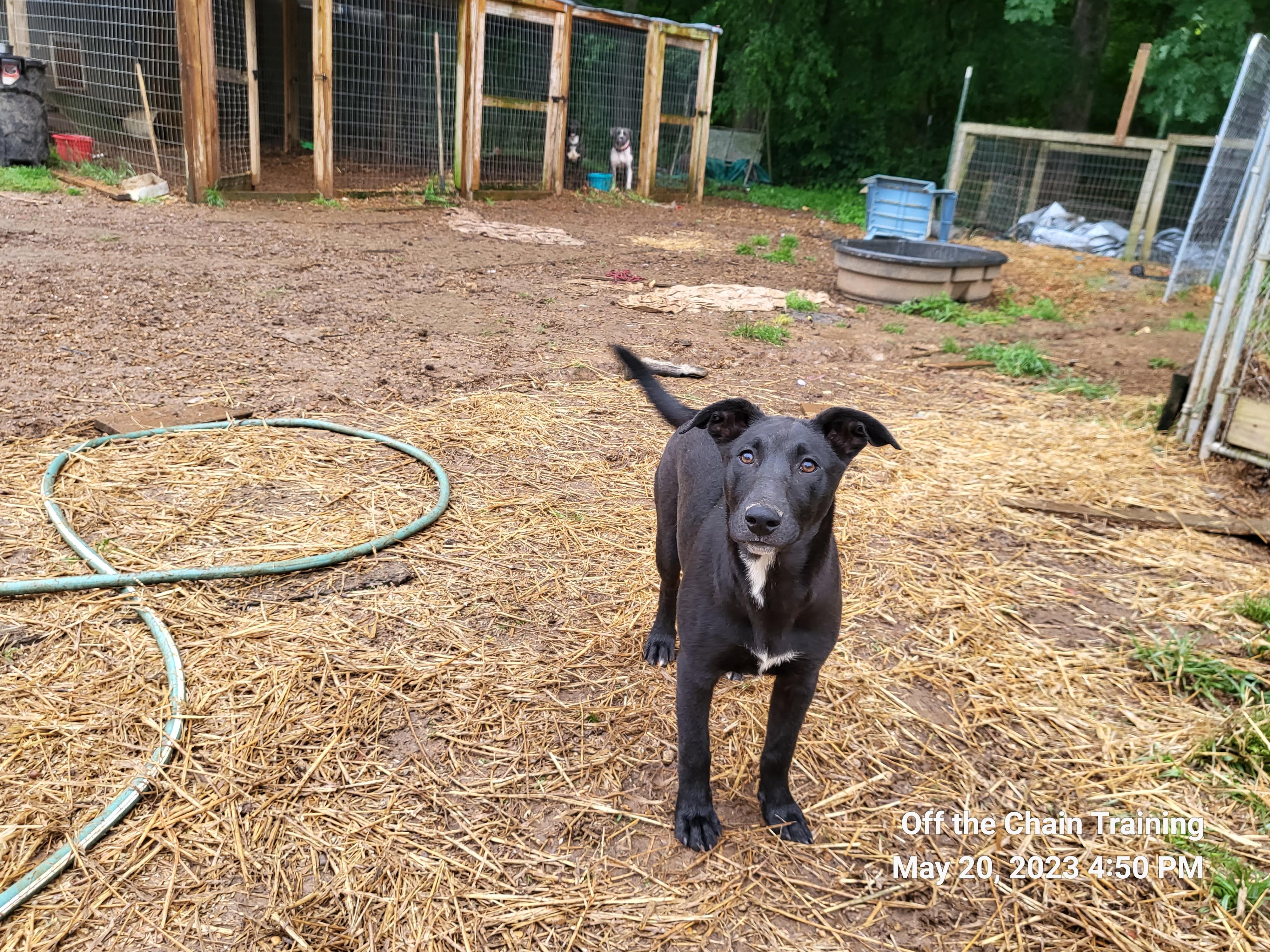 L.E., Adopted, Adult Female English Shepherd & Labrador Retriever.