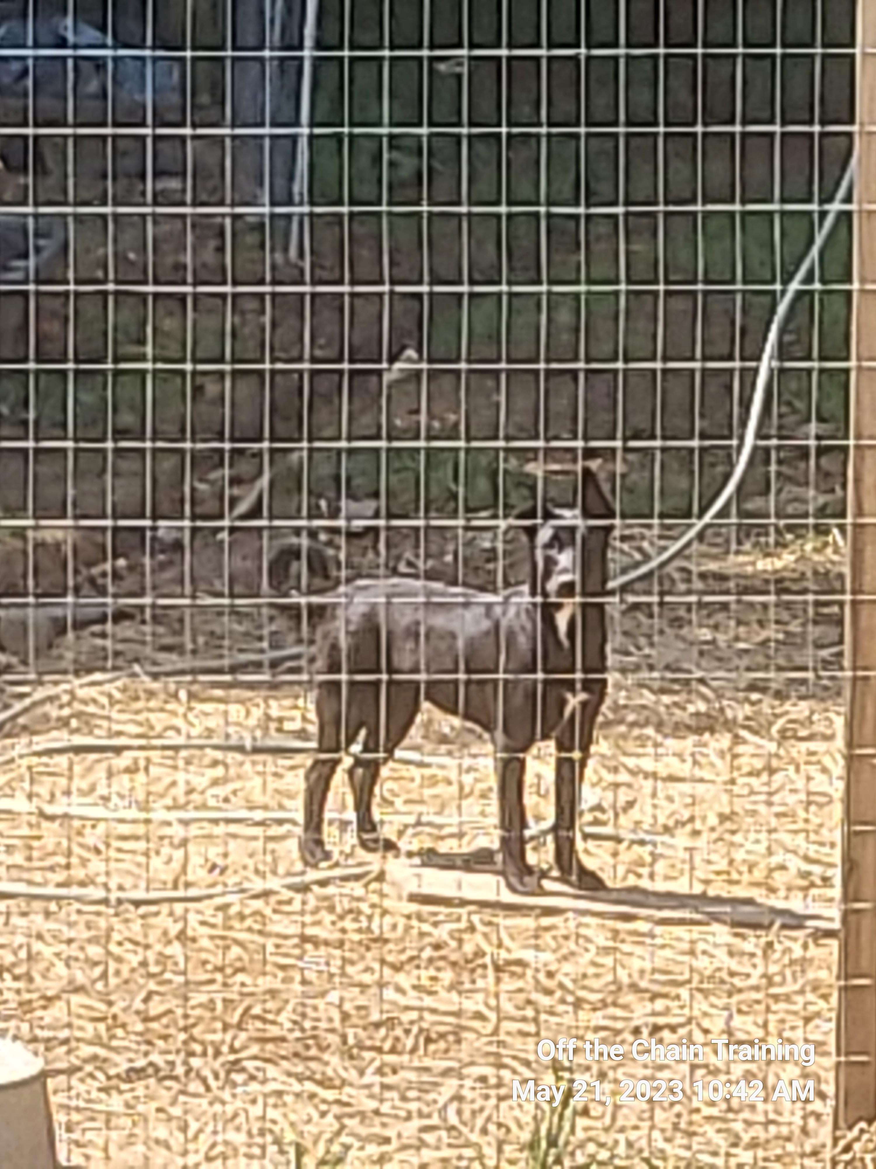 Enlarge L.E., a Adopted mixed breed in Toney, AL image 2/6