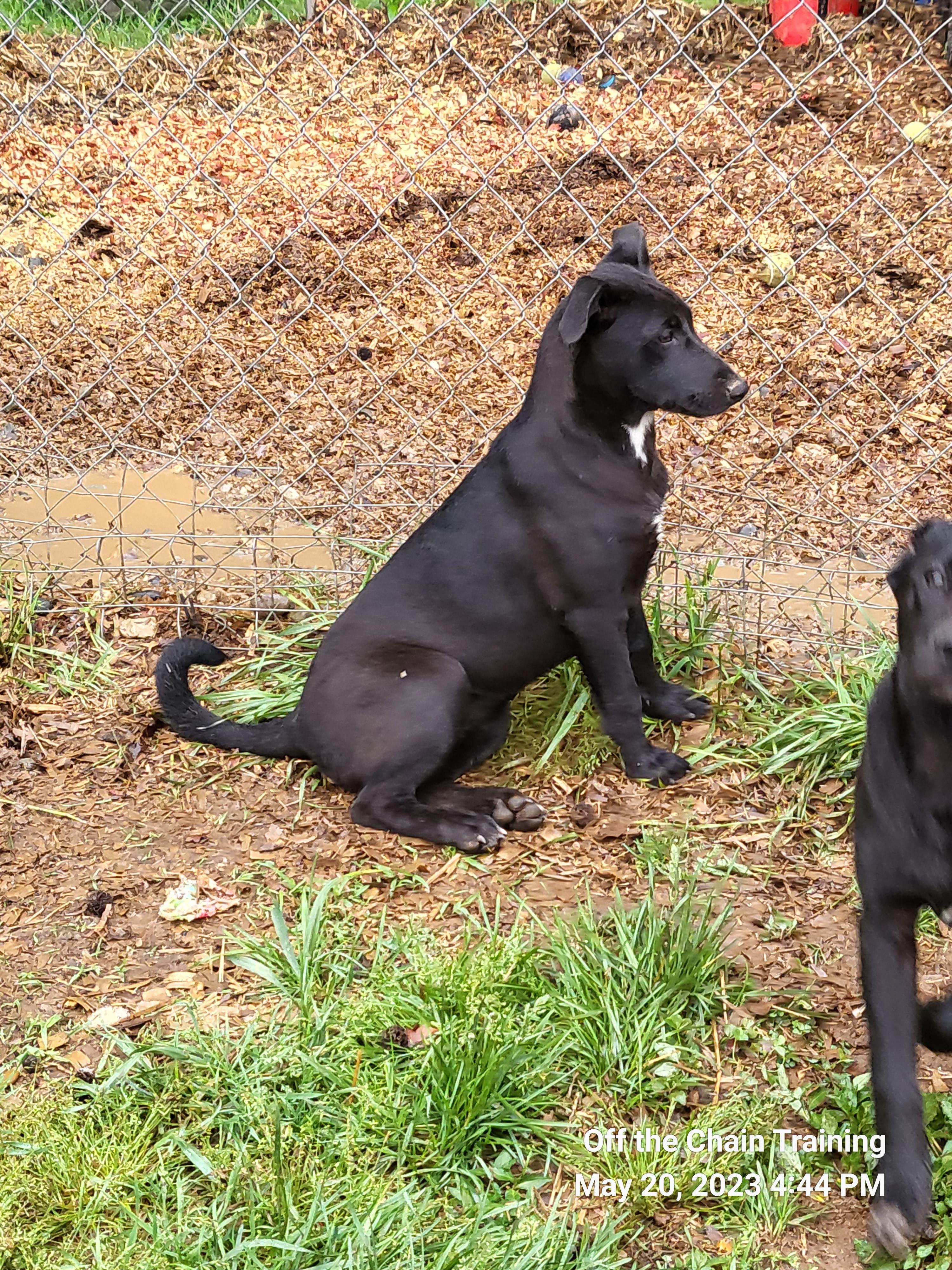 Enlarge L.E., a Adopted mixed breed in Toney, AL image 3/6