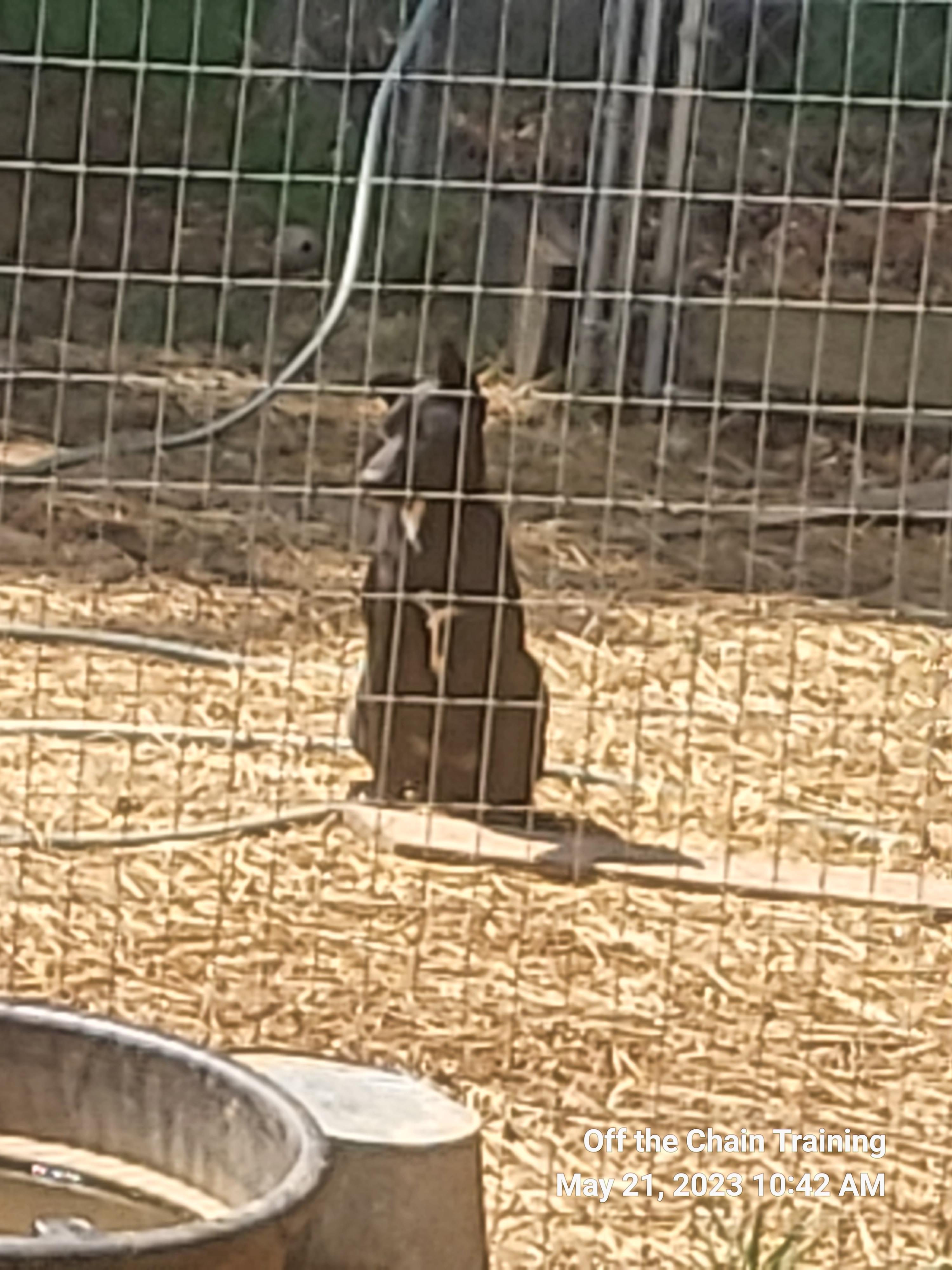 Enlarge L.E., a Adopted mixed breed in Toney, AL image 5/6
