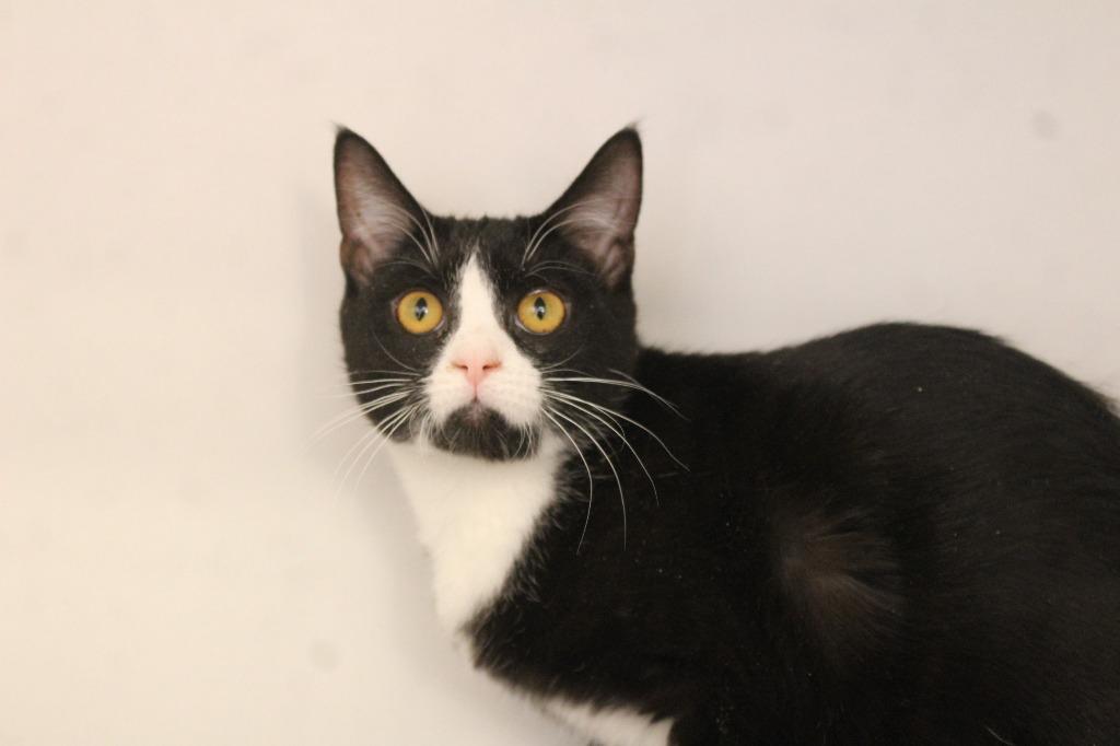 Enlarge Mint Tulip, a ADOPTABLE Domestic Short Hair in Chestertown, MD image 3/3