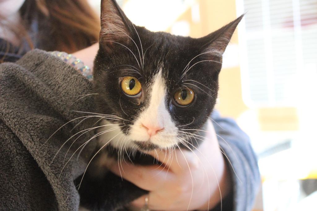 Enlarge Mint Tulip, a ADOPTABLE Domestic Short Hair in Chestertown, MD image 1/3