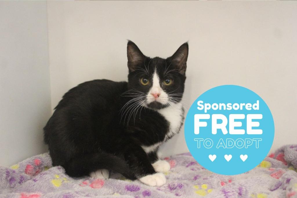 Enlarge Mint Tulip, a ADOPTABLE Domestic Short Hair in Chestertown, MD image 2/3