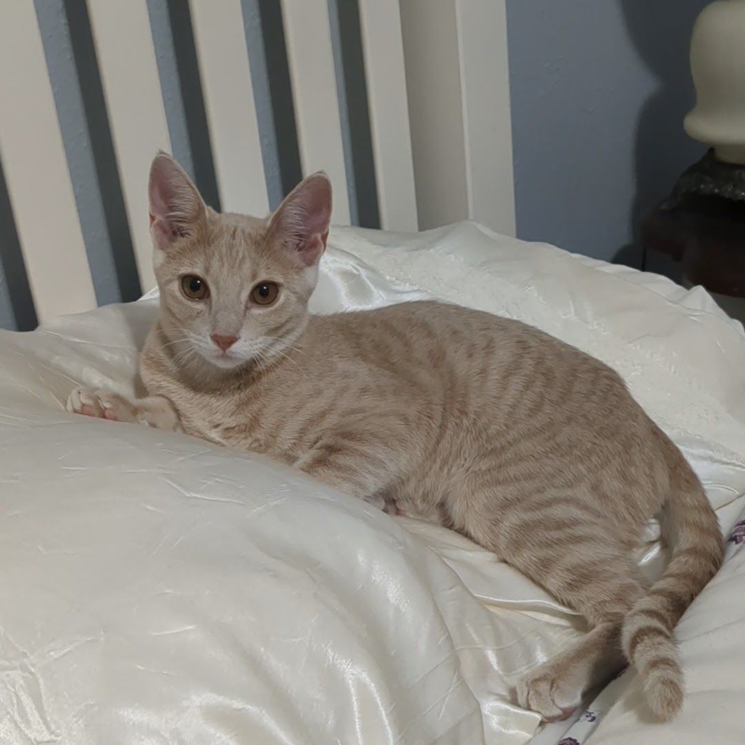 MB, Adopted, Kitten Male American Shorthair.