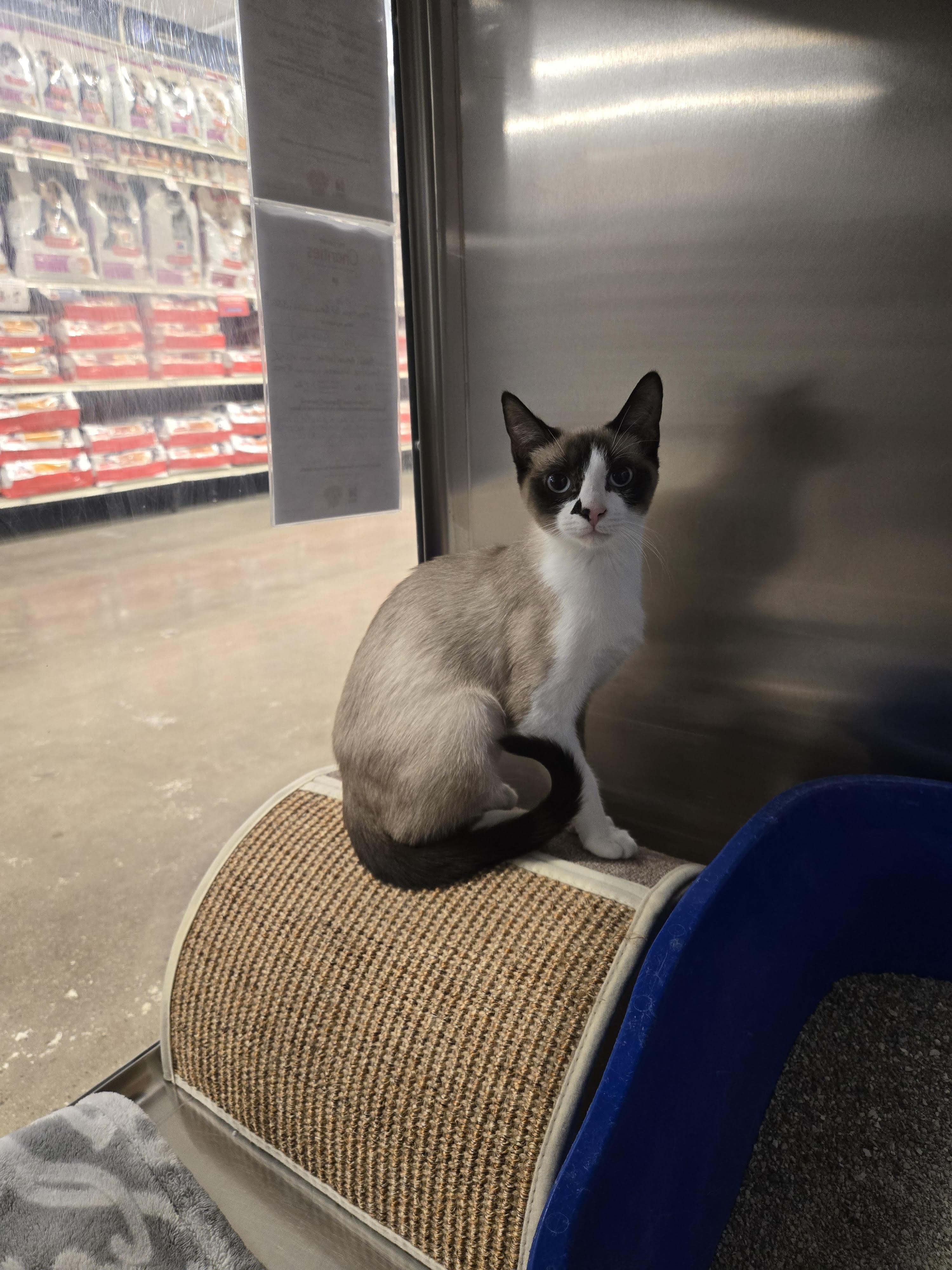 Enlarge Cindy, an adopted Siamese in Fullerton, CA image 2/3