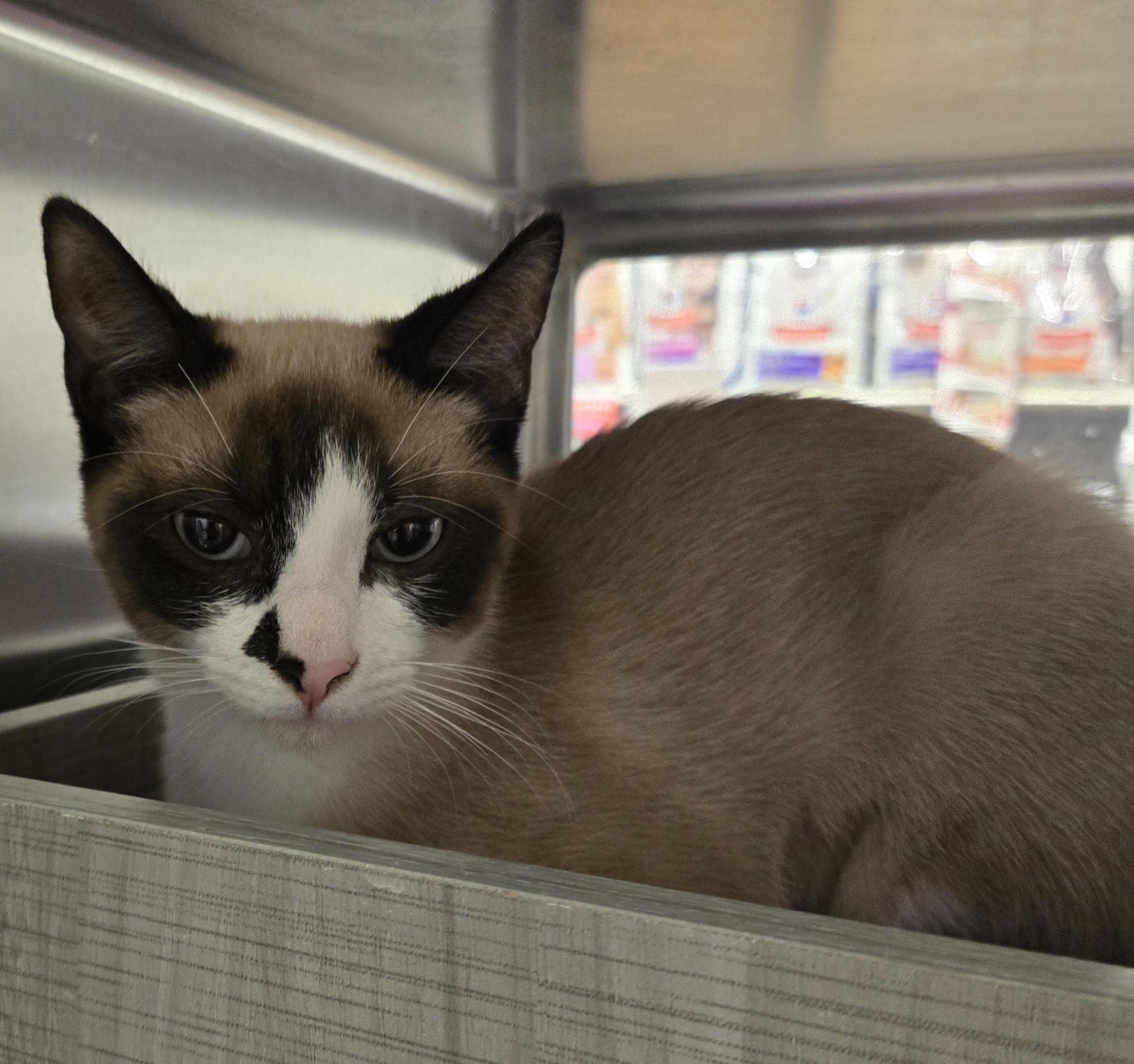 Cindy, adopted, Kitten Female Siamese.