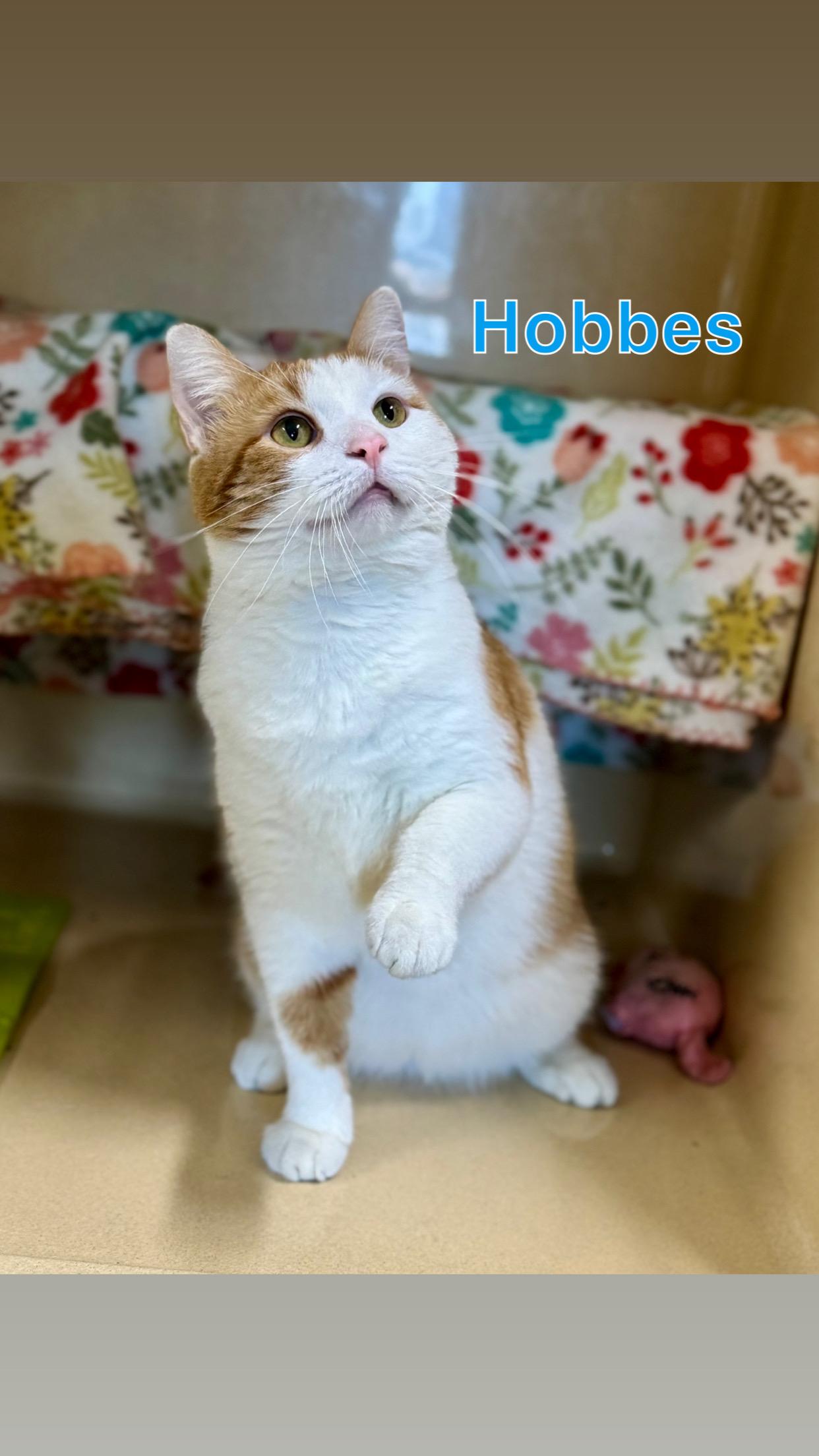 Hobbes