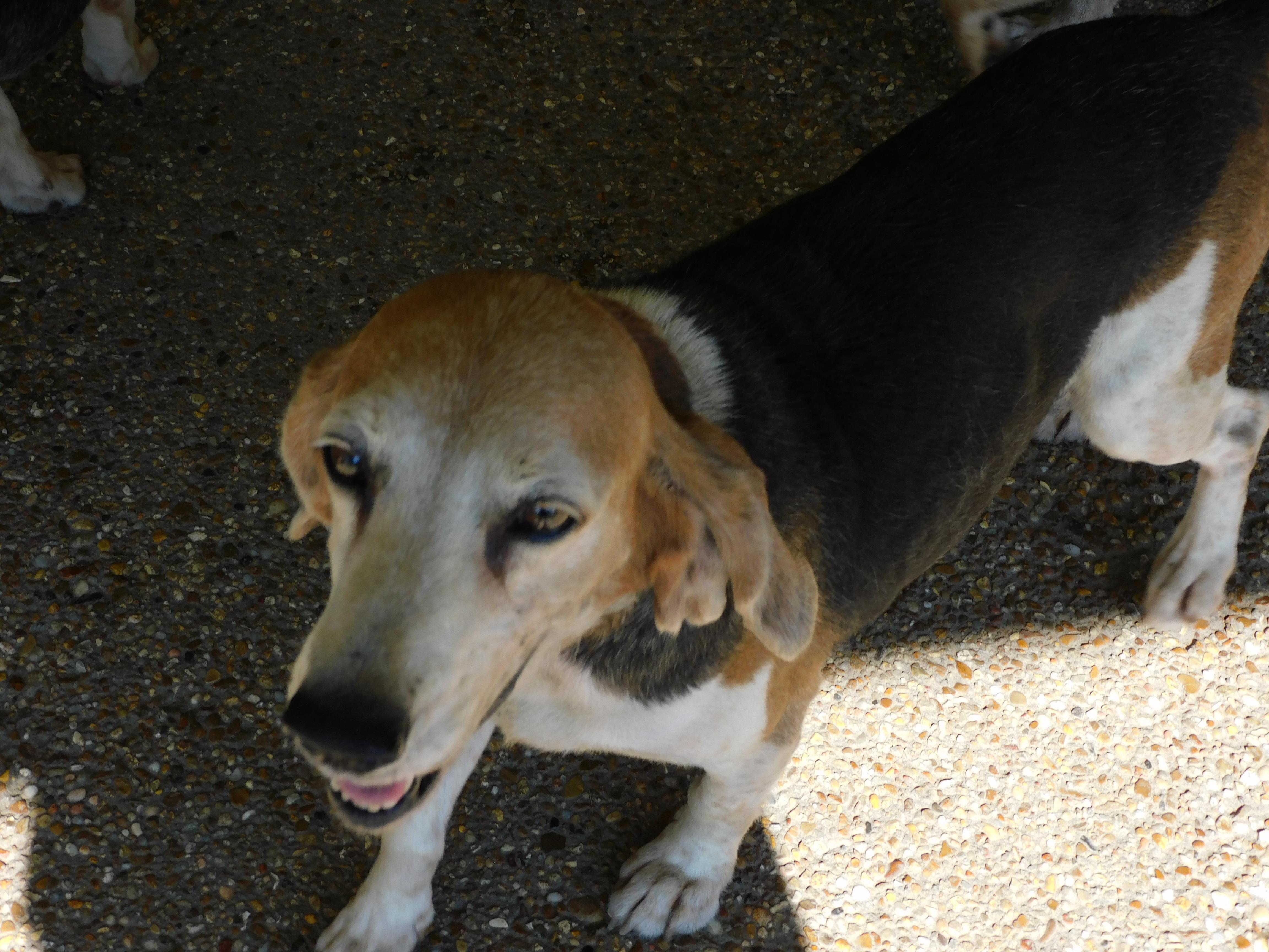 Daisy, a ADOPTABLE Beagle in Prairieville, LA image 2/3