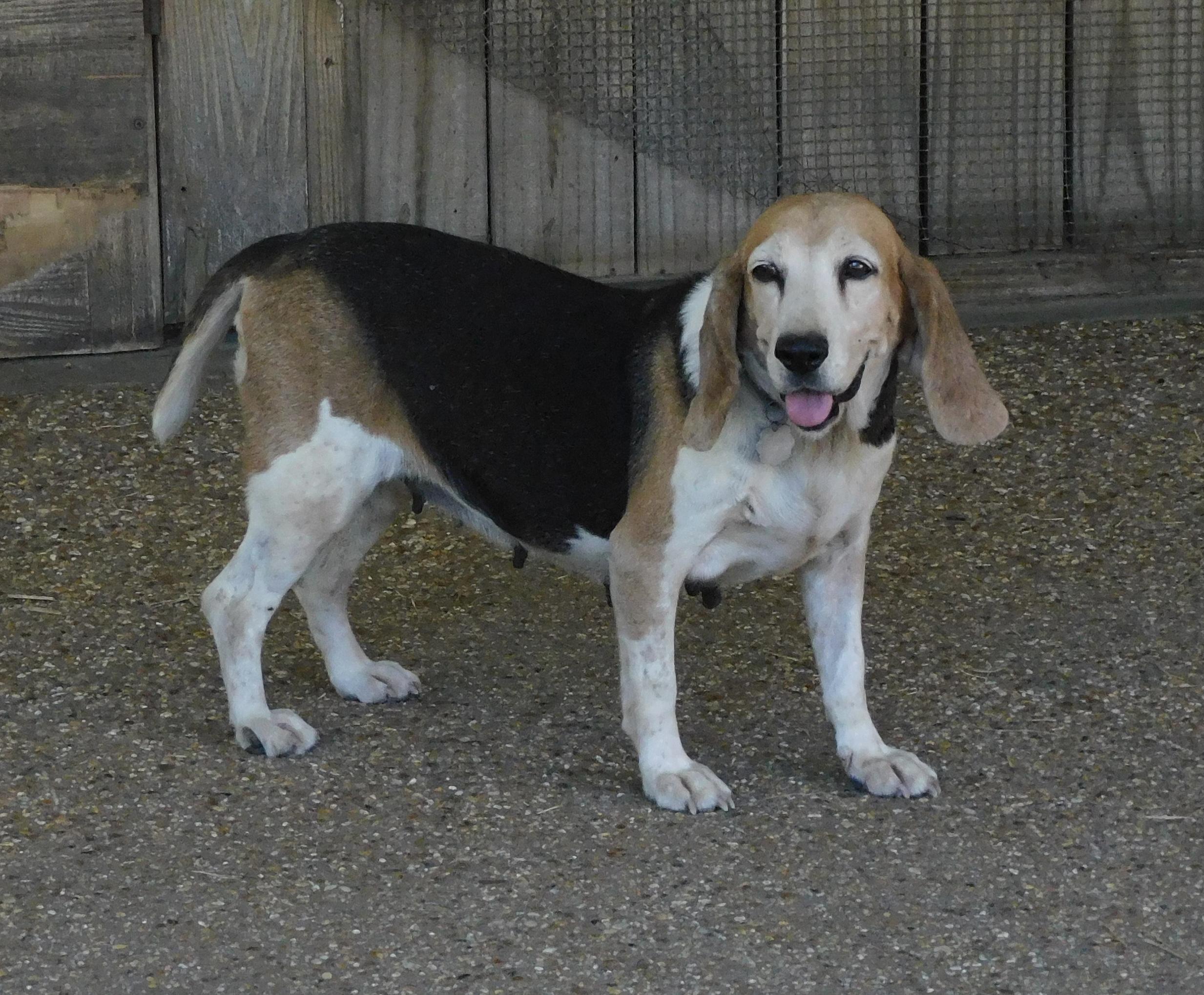 Daisy, Adoptable, Senior Female Beagle.