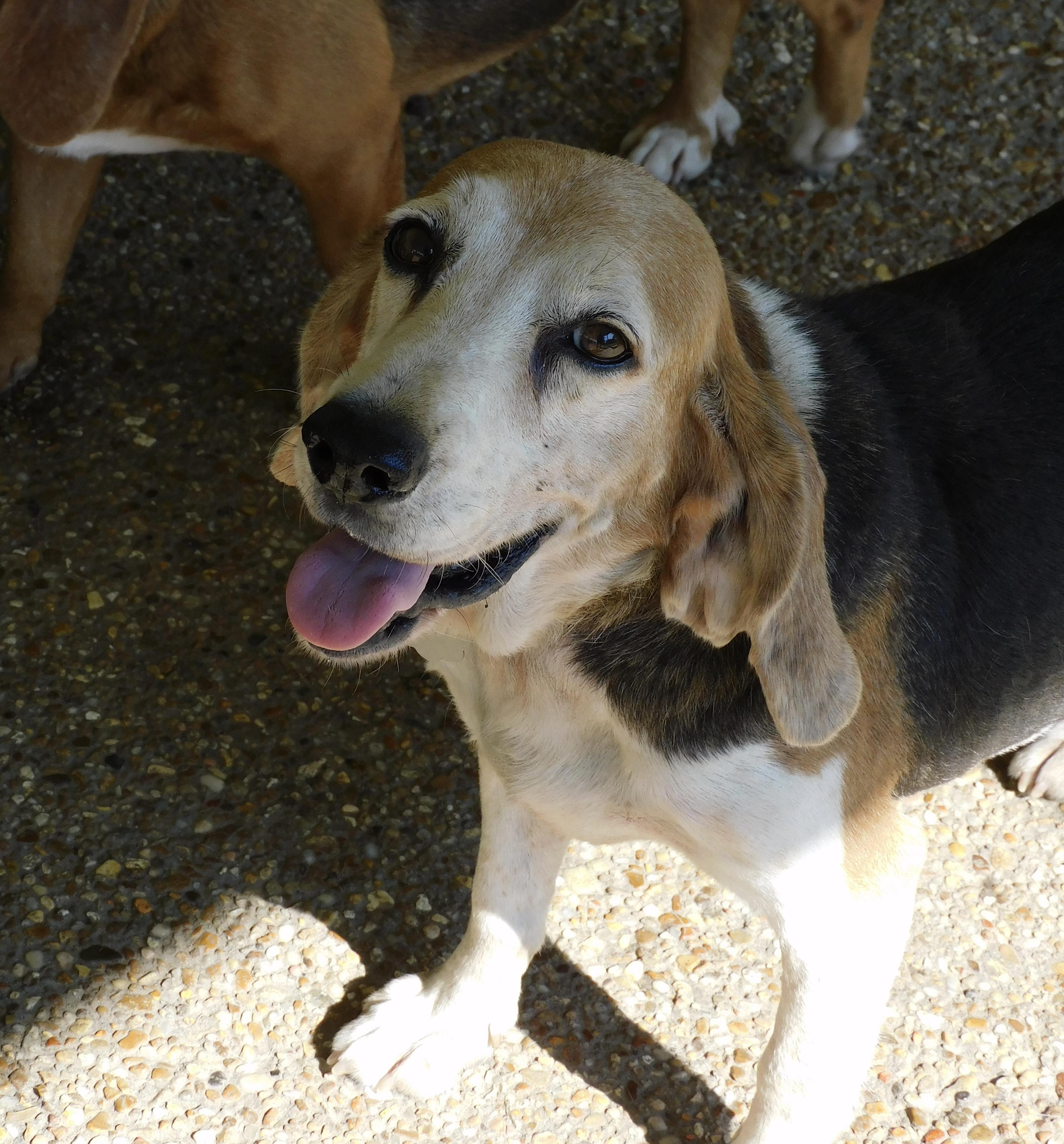 Daisy, a ADOPTABLE Beagle in Prairieville, LA image 3/3