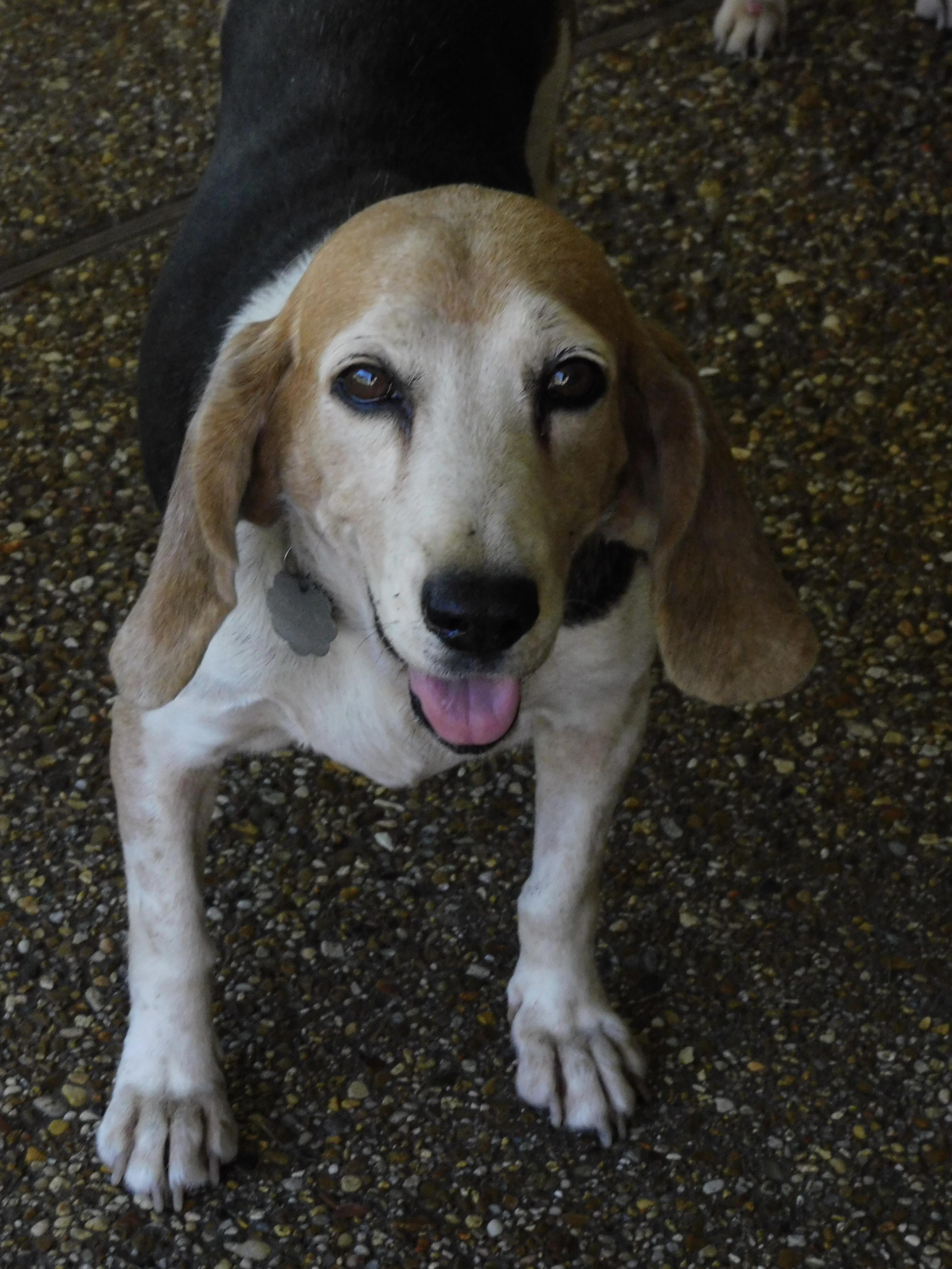 Enlarge Daisy, a Adoptable Beagle in Prairieville, LA image 6/6