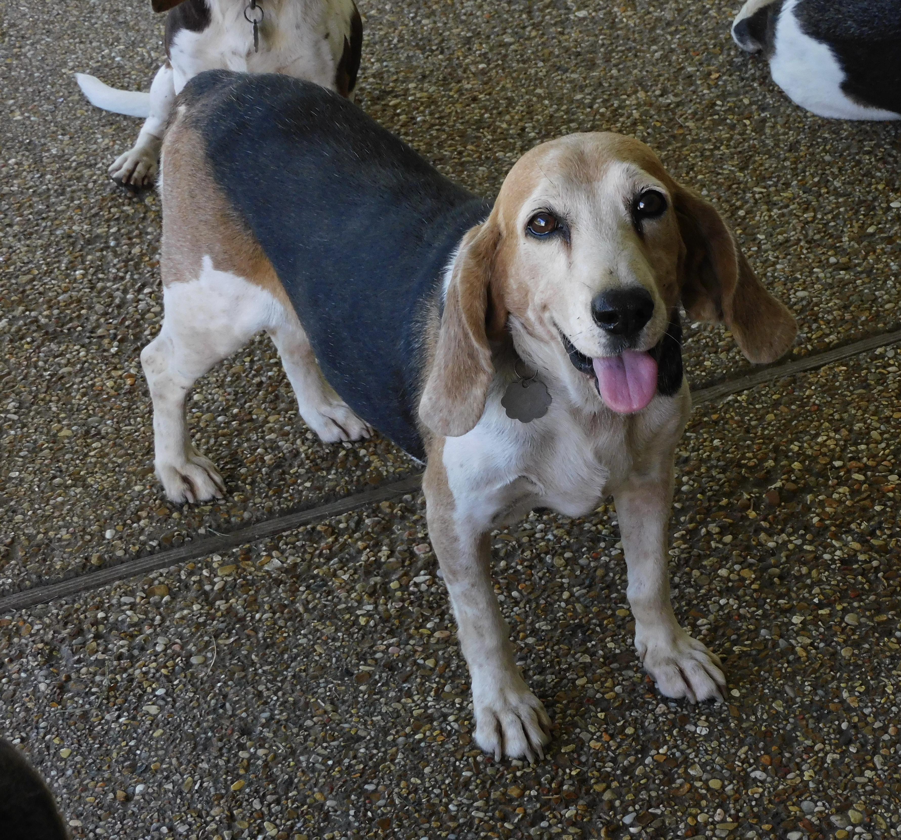 Enlarge Daisy, a Adoptable Beagle in Prairieville, LA image 2/6