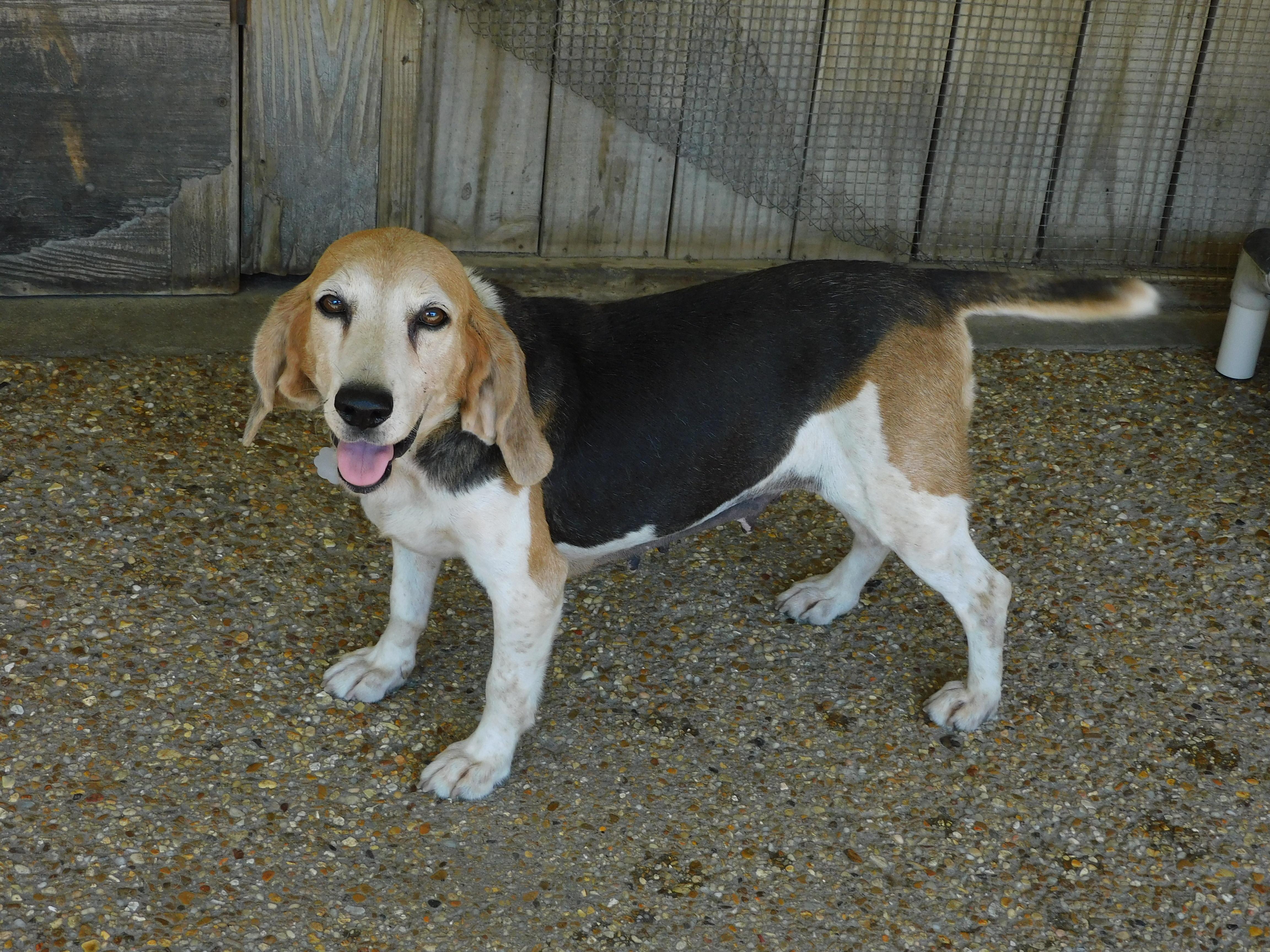 Daisy, ADOPTABLE, Senior Female Beagle.