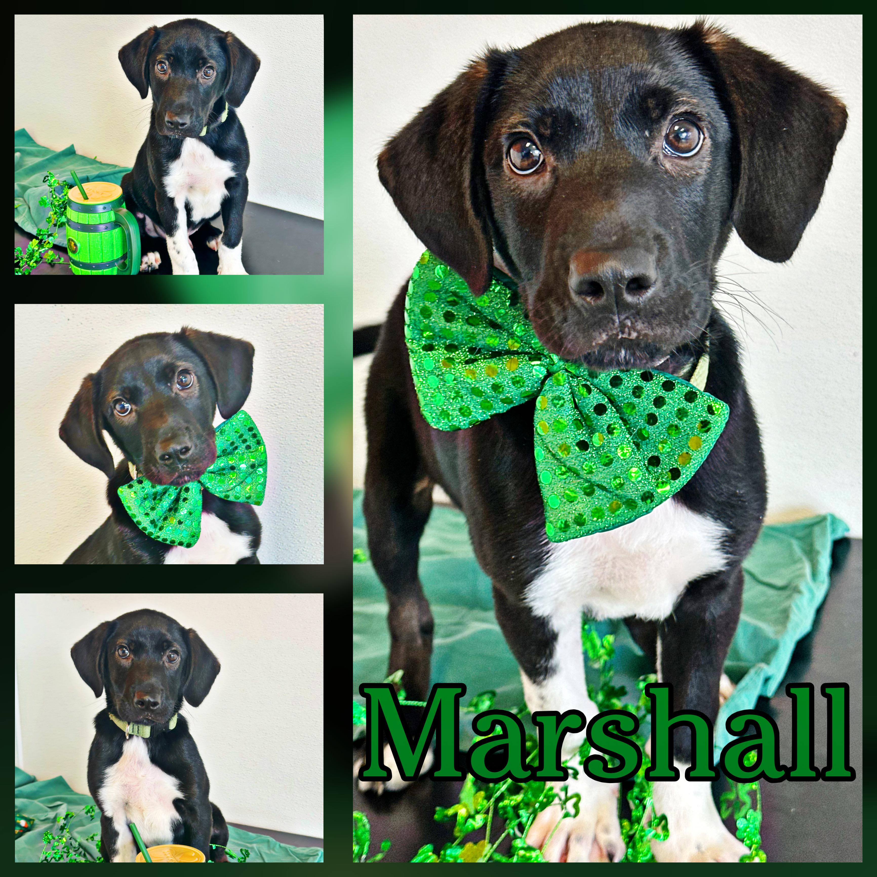 Marshall, ADOPTABLE, Puppy Male Labrador Retriever & Hound.