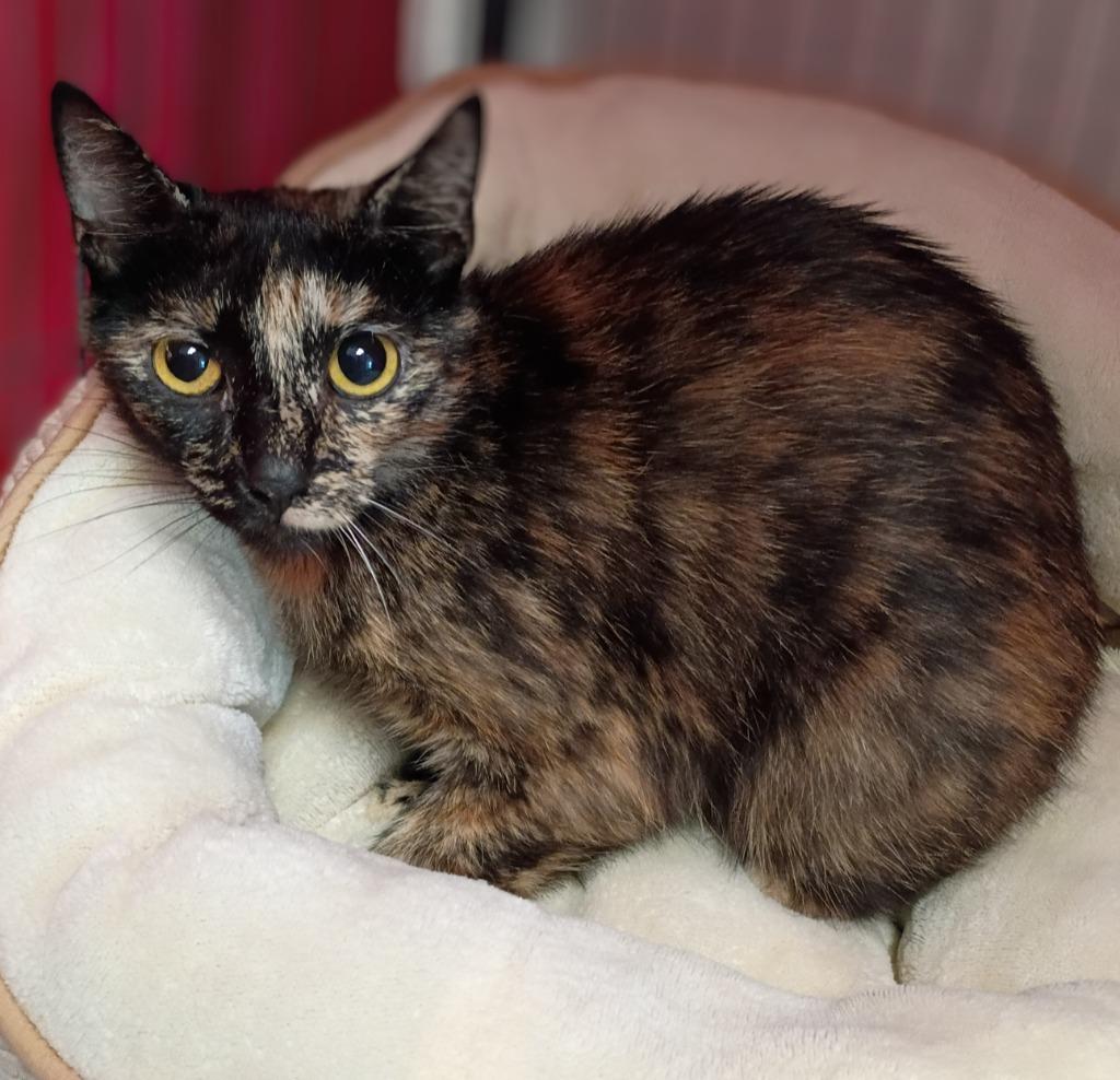 Dulce, Adoptable, Young Female Domestic Short Hair.
